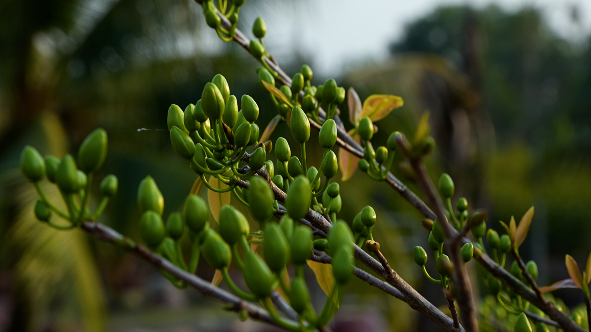 Làng mai vàng Bình Lợi bán chậm giáp Tết Bính Ngọ: Chủ vườn thấp thỏm chờ 'cú hích' phút chót- Ảnh 5. Làng mai vàng Bình Lợi bán chậm giáp Tết Bính Ngọ: Chủ vườn thấp thỏm chờ 'cú hích' phút chót- Ảnh 5.