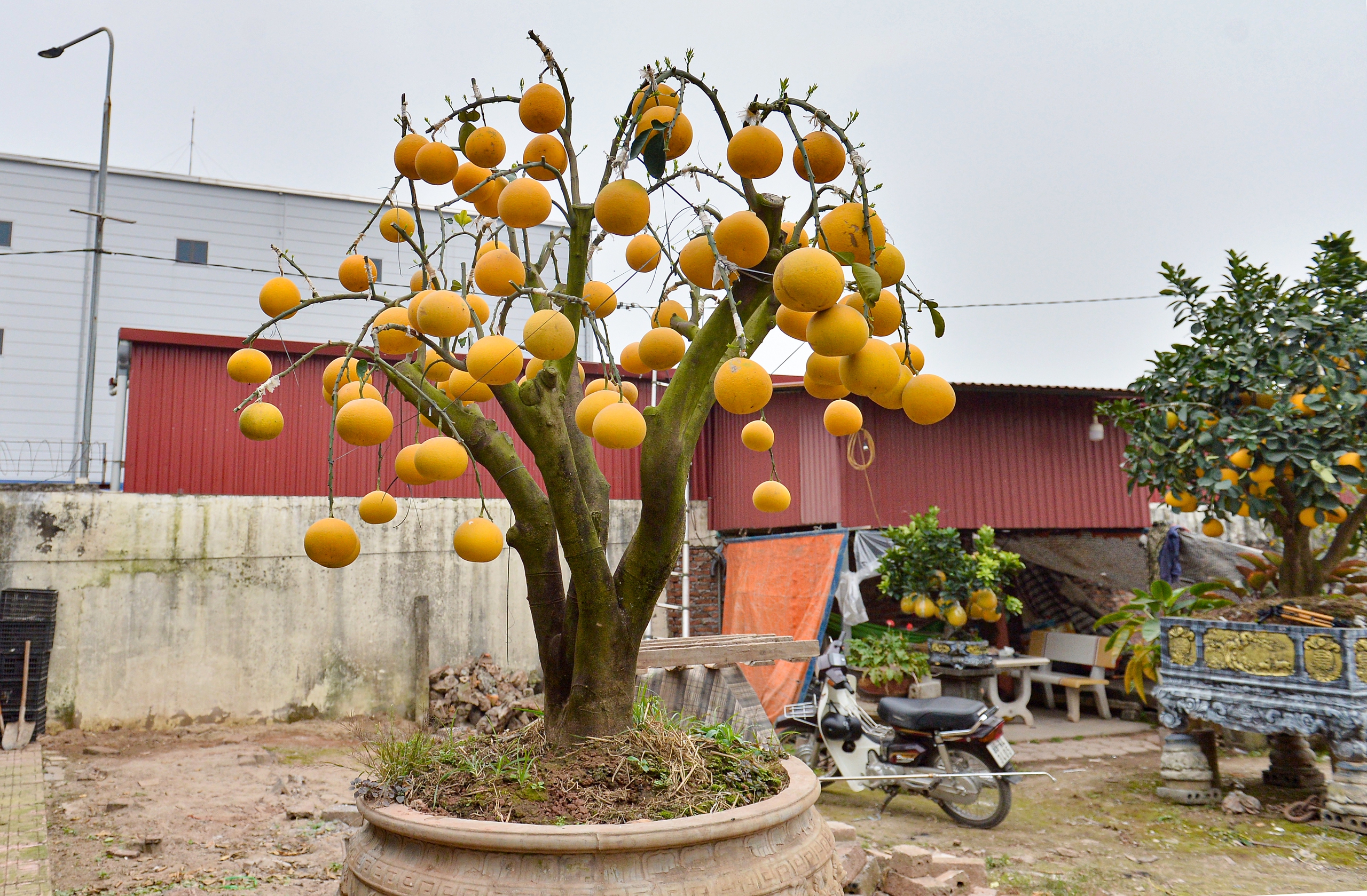 Bất ngờ th&uacute; chơi bưởi trụi l&aacute; - Ảnh 8.