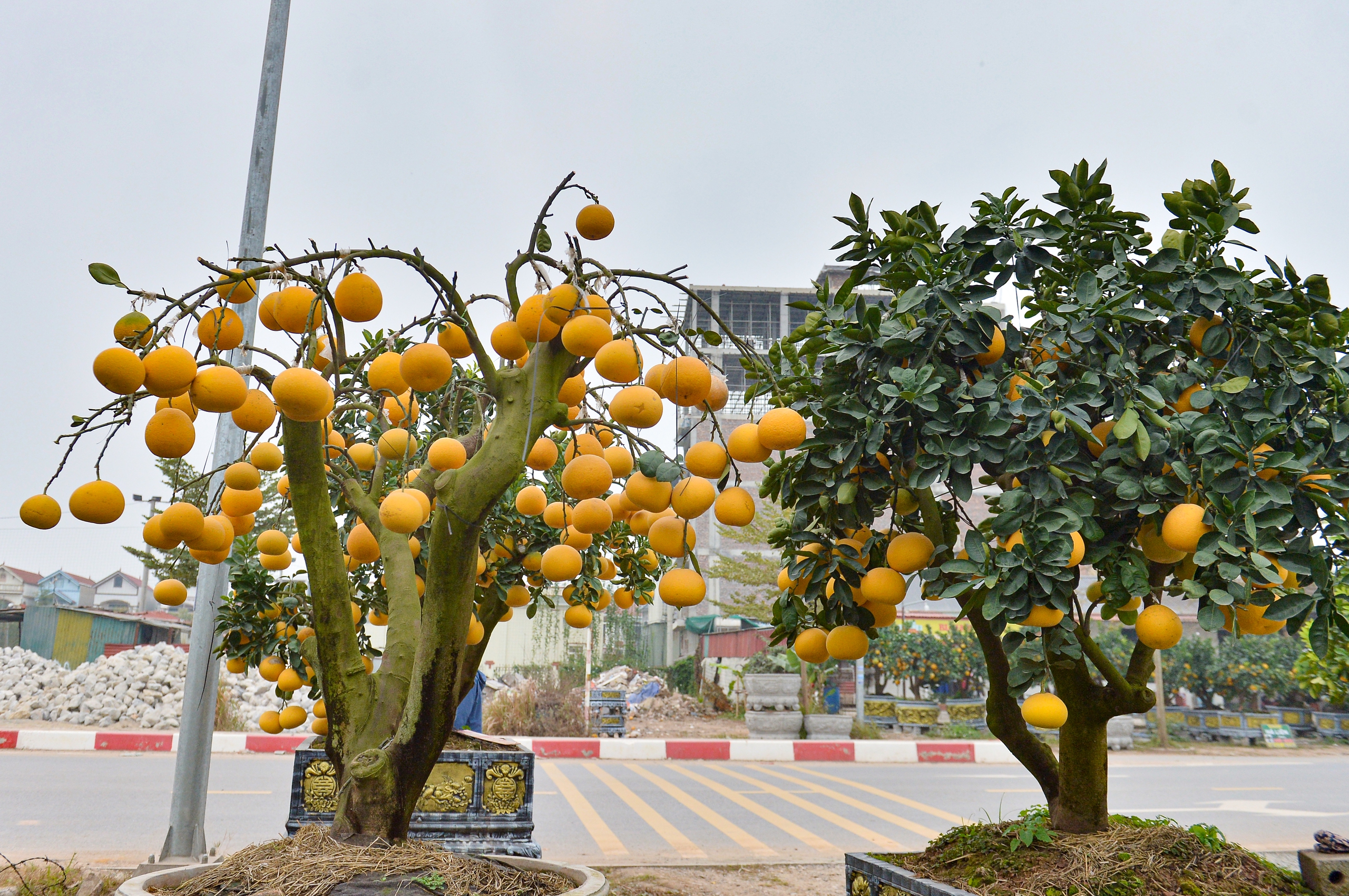 Bất ngờ th&uacute; chơi bưởi trụi l&aacute; - Ảnh 7.