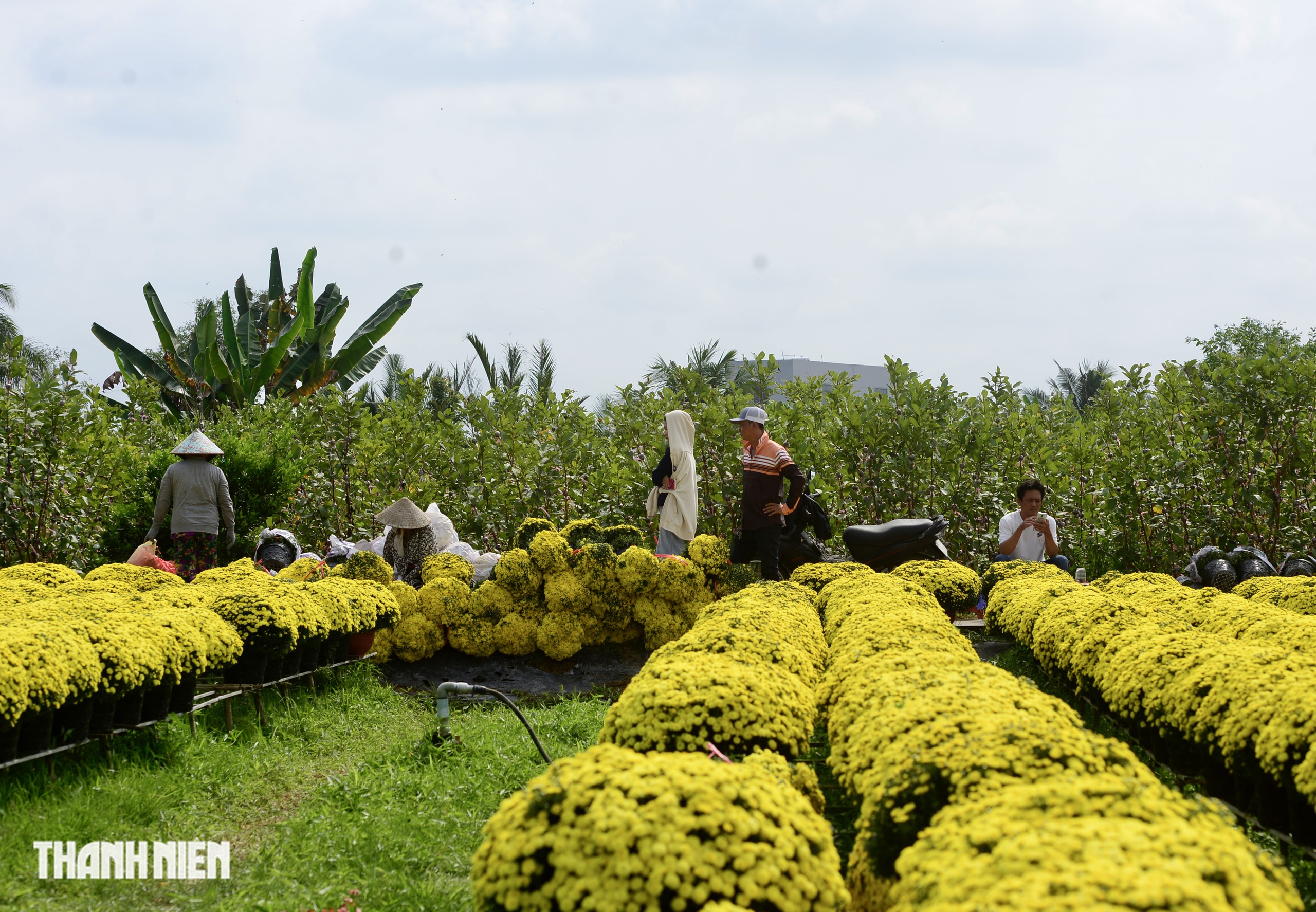 Ai đã 'giải cứu' hơn 4.000 chậu hoa tết nở sớm trong vòng 1 ngày? - Ảnh 5.