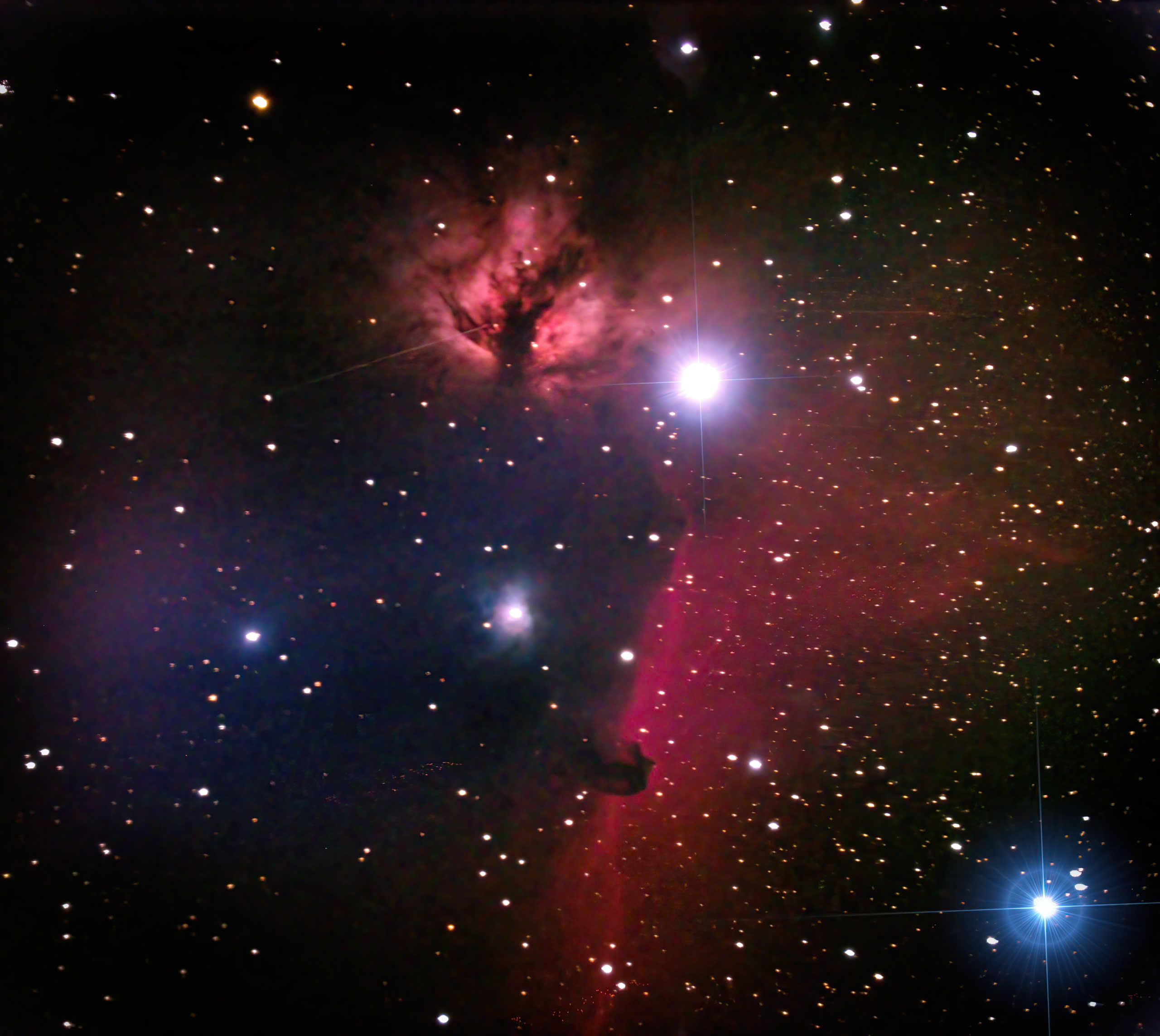 'Vườn thú lớn nhất bầu trời': Trước tết, nhiều người TP.HCM vượt hàng trăm km để ngắm - Ảnh 3.