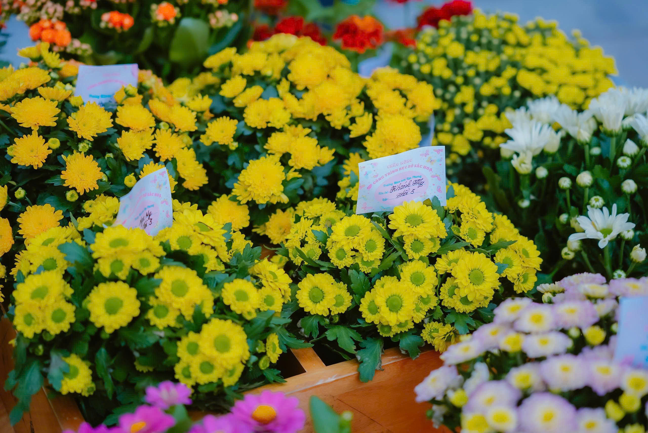 Rực rỡ sắc hoa đón tết ở những trường học hàng ngàn mét vuông - Ảnh 2.