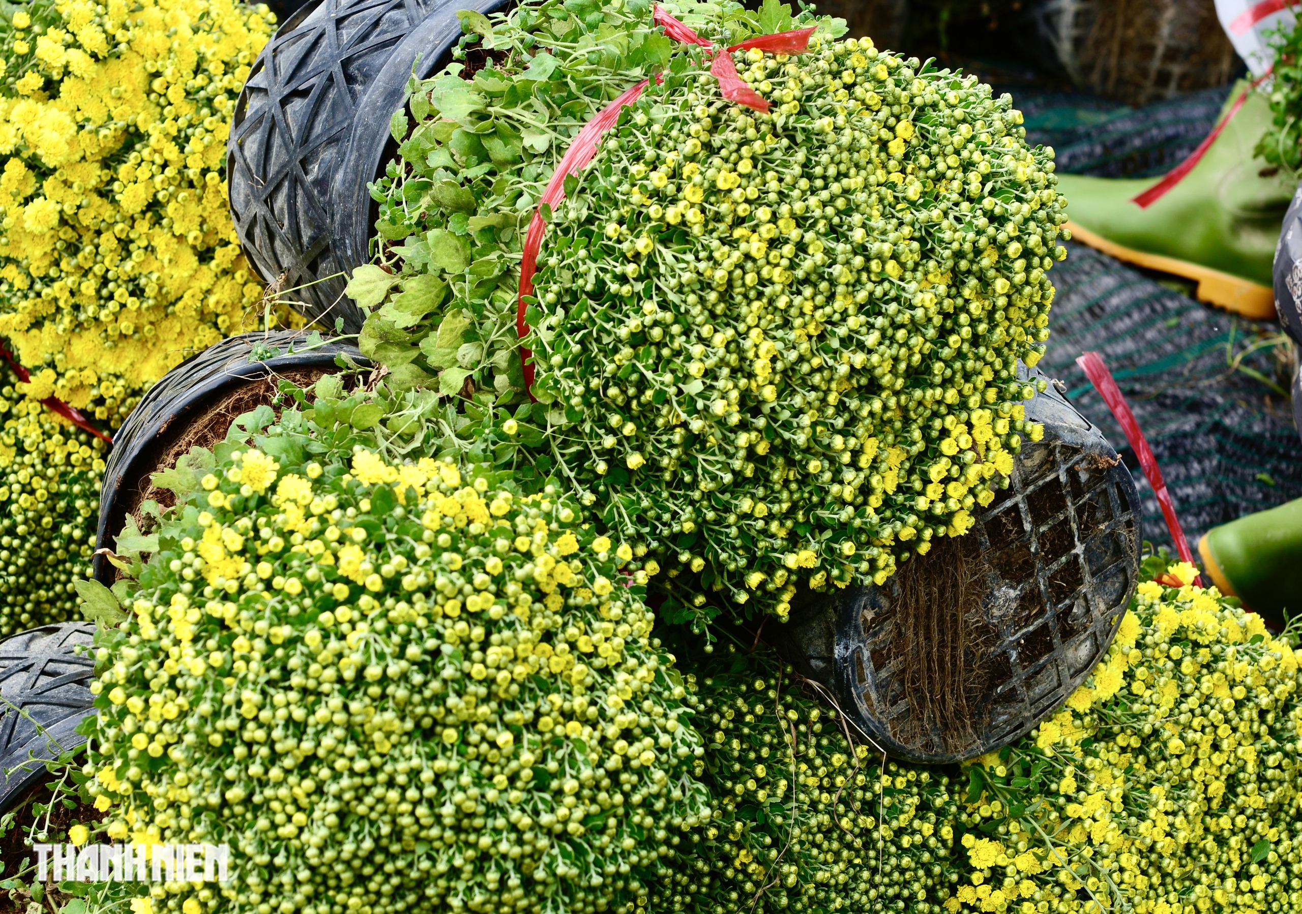 Hoa tết c&uacute;c m&acirc;m x&ocirc;i tr&uacute;ng vụ ở Chợ L&aacute;ch: Gi&aacute; 'sốc' ra sao?  - Ảnh 4.