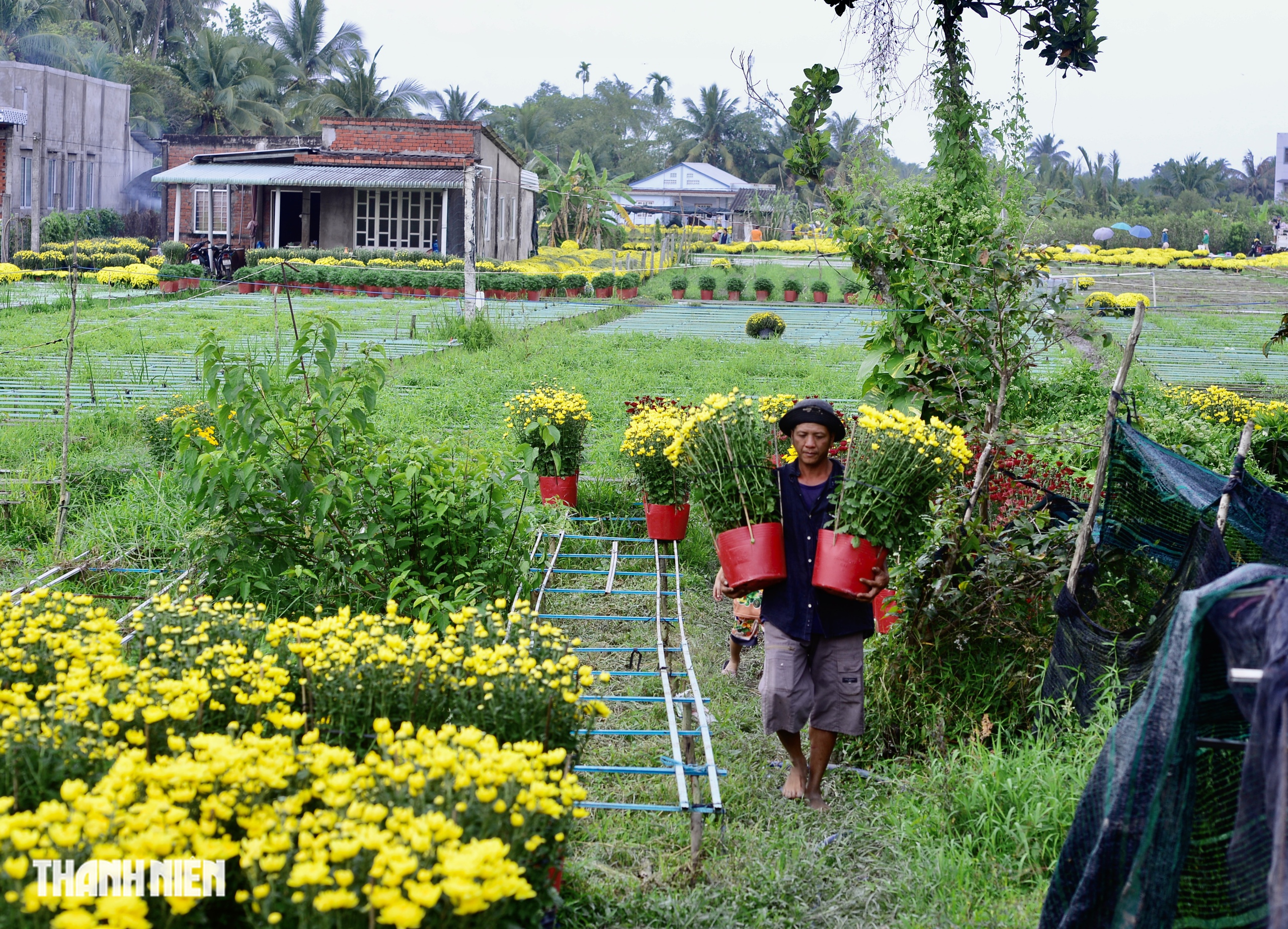 Hoa tết c&uacute;c m&acirc;m x&ocirc;i tr&uacute;ng vụ ở Chợ L&aacute;ch: Gi&aacute; 'sốc' ra sao?  - Ảnh 6.