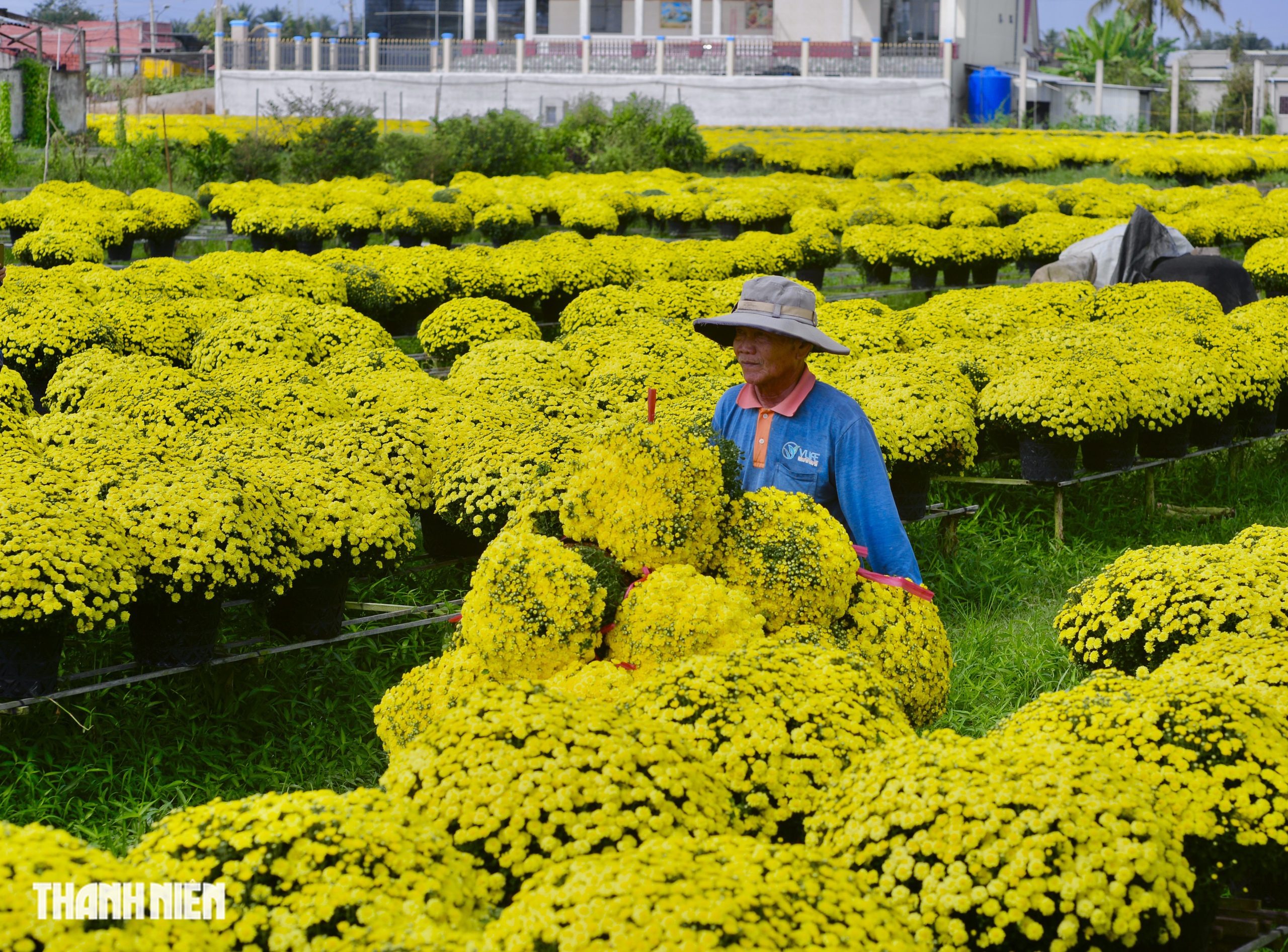 Hoa tết c&uacute;c m&acirc;m x&ocirc;i tr&uacute;ng vụ ở Chợ L&aacute;ch: Gi&aacute; 'sốc' ra sao?  - Ảnh 2.