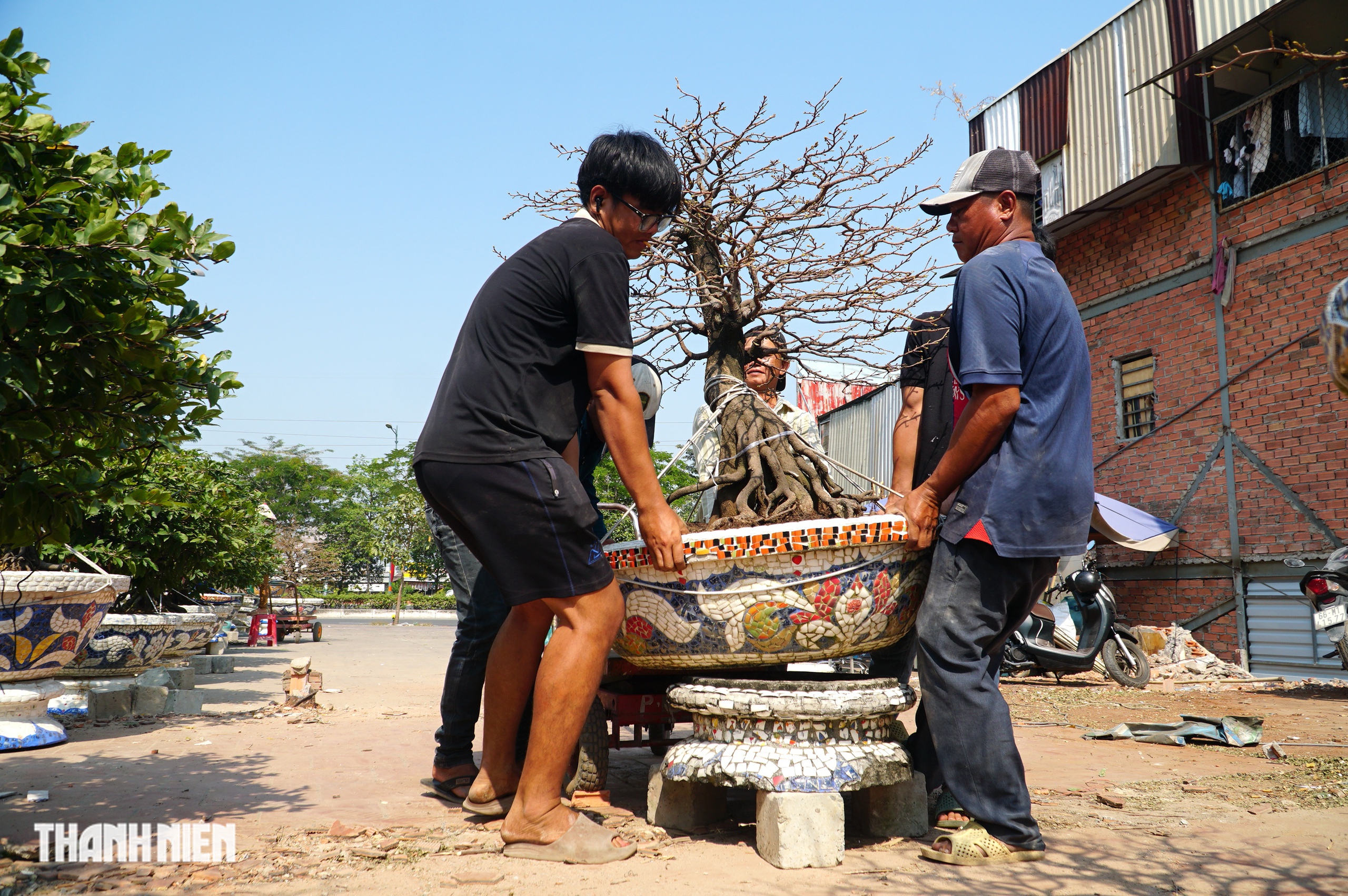 Mai tết đường Phạm Văn Đồng: &ldquo;Chậu mai 300 triệu, kh&aacute;ch trả 240 triệu vẫn chưa b&aacute;n&rsquo; - Ảnh 2.