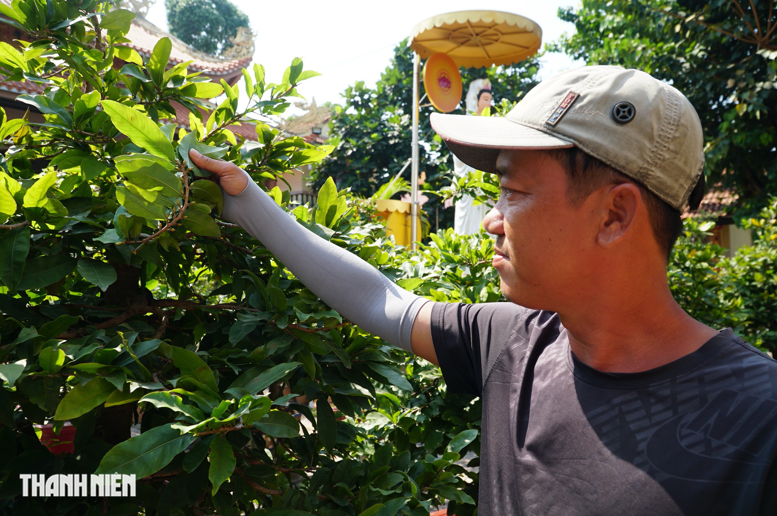 Mai tết đường Phạm Văn Đồng: &ldquo;Chậu mai 300 triệu, kh&aacute;ch trả 240 triệu vẫn chưa b&aacute;n&rsquo; - Ảnh 6.