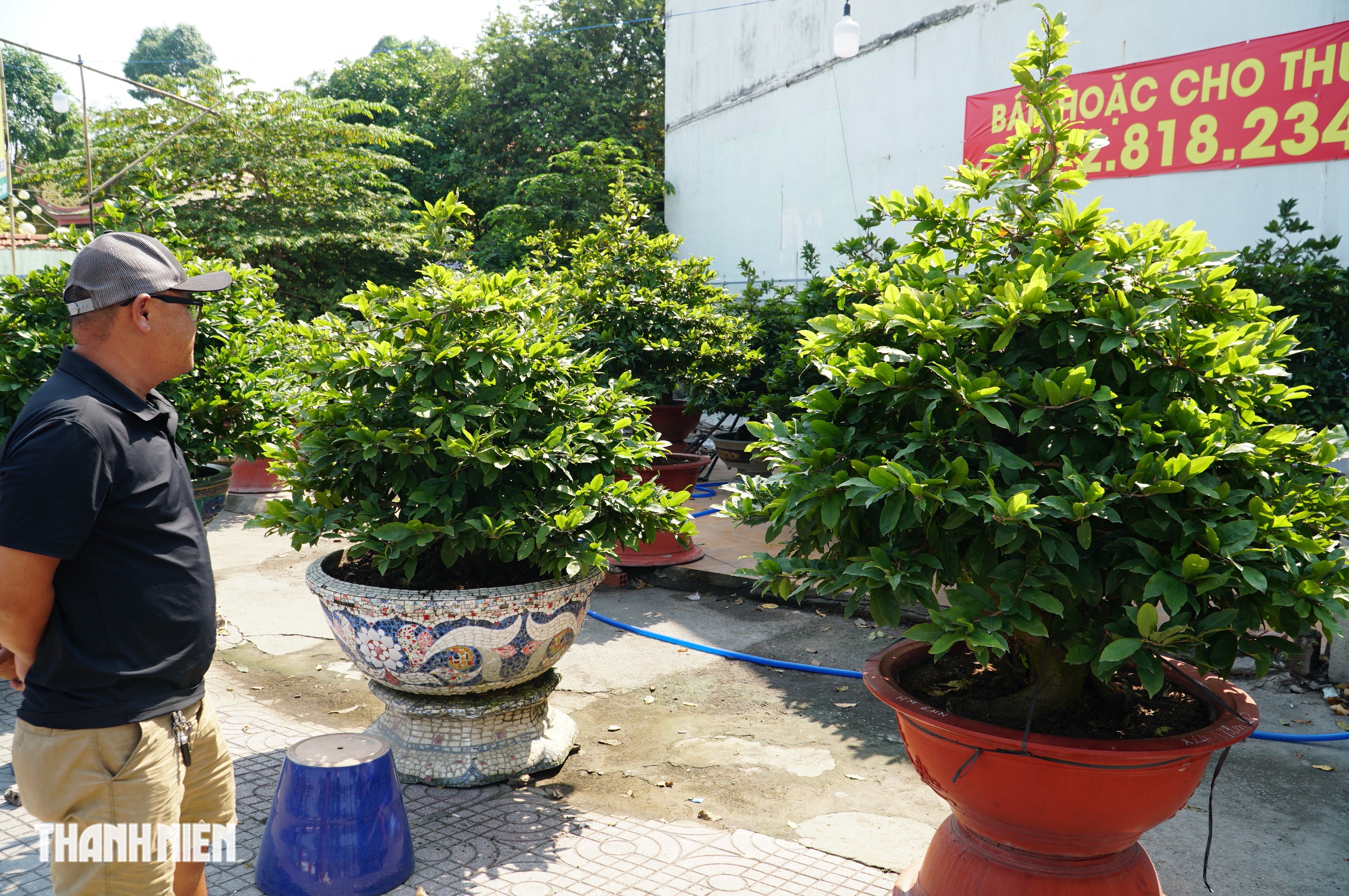 Mai tết đường Phạm Văn Đồng: &ldquo;Chậu mai 300 triệu, kh&aacute;ch trả 240 triệu vẫn chưa b&aacute;n&rsquo; - Ảnh 3.