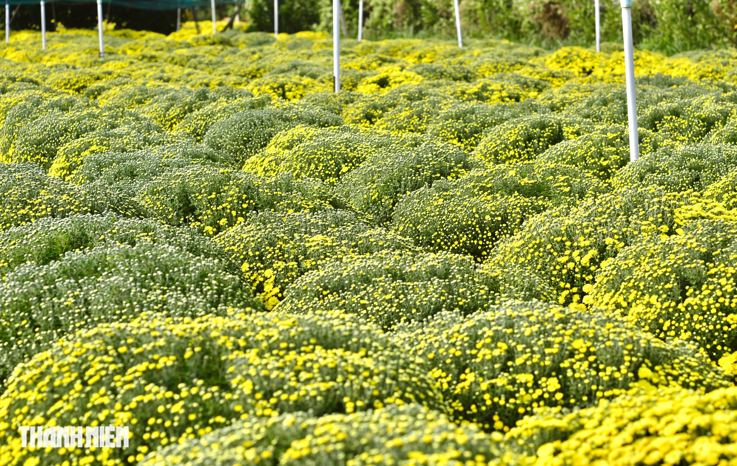 Hoa tết c&uacute;c m&acirc;m x&ocirc;i tr&uacute;ng vụ ở Chợ L&aacute;ch: Gi&aacute; 'sốc' ra sao?  - Ảnh 1.