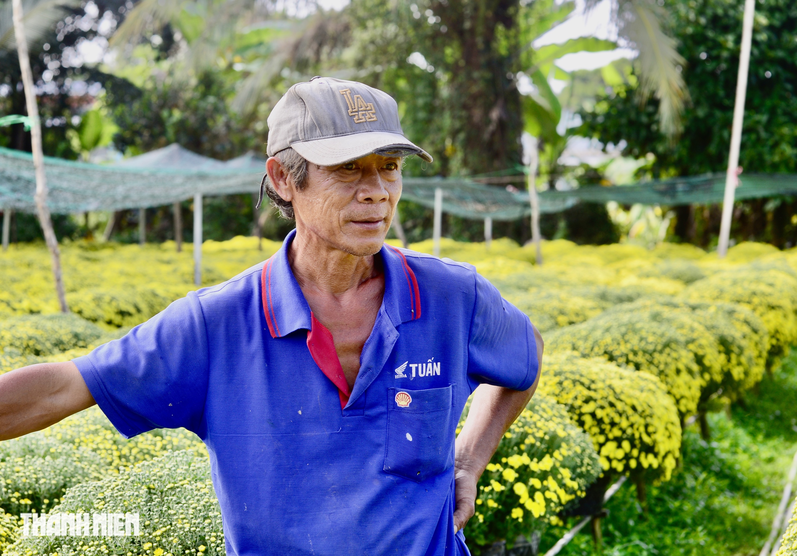 Hoa tết c&uacute;c m&acirc;m x&ocirc;i tr&uacute;ng vụ ở Chợ L&aacute;ch: Gi&aacute; 'sốc' ra sao?  - Ảnh 3.