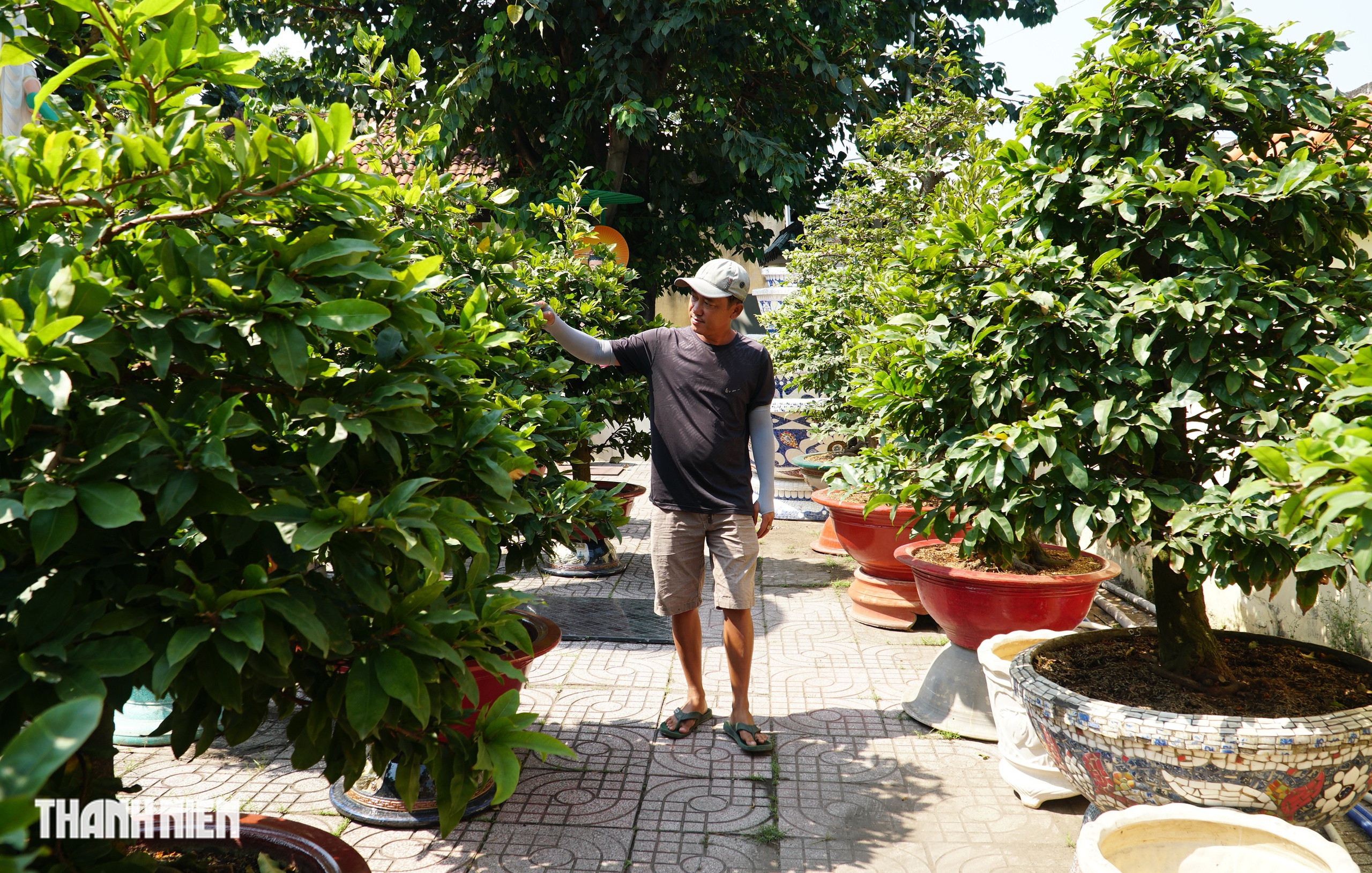 Mai tết đường Phạm Văn Đồng: &ldquo;Chậu mai 300 triệu, kh&aacute;ch trả 240 triệu vẫn chưa b&aacute;n&rsquo; - Ảnh 5.