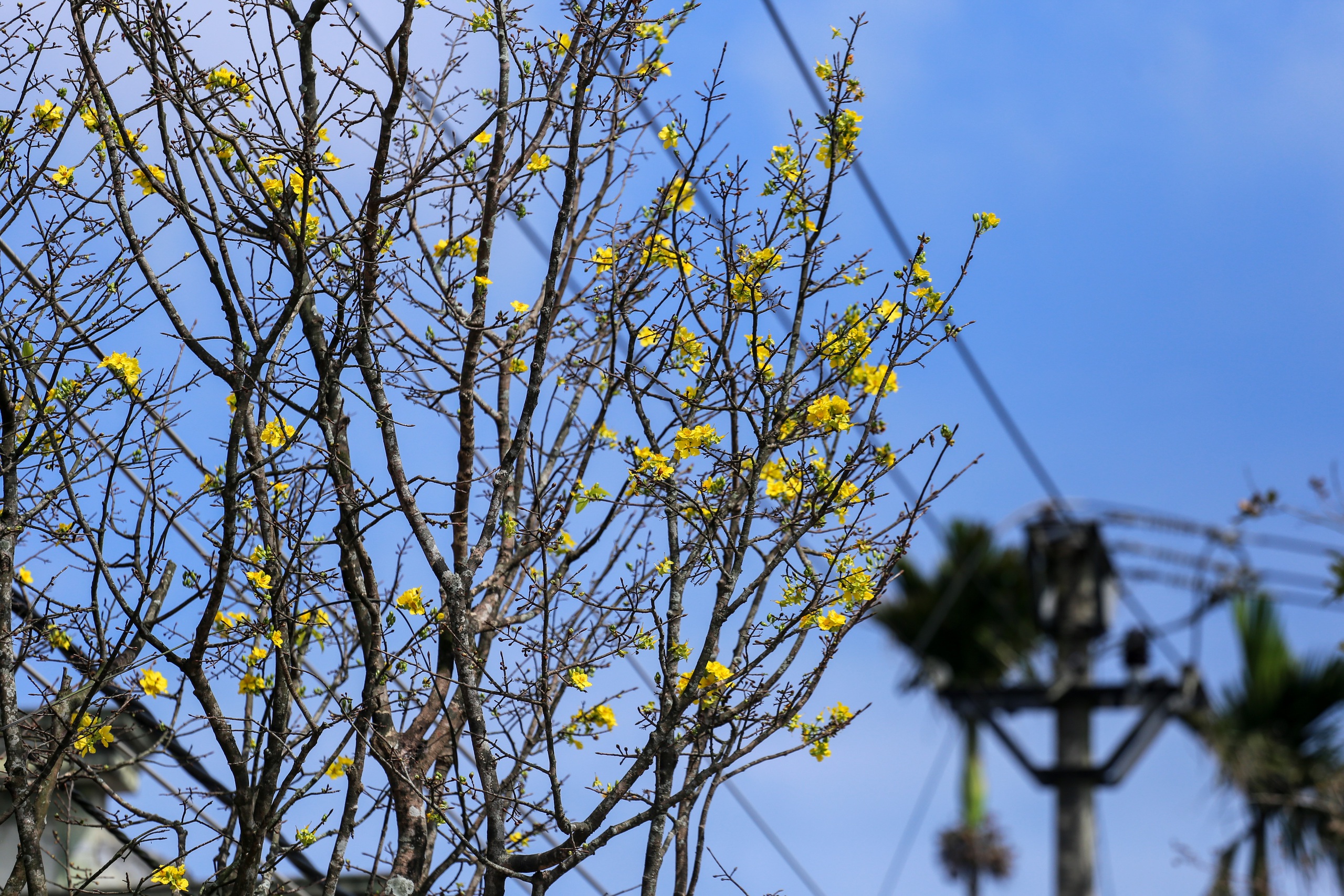 Ngôi làng Bác Hồ từng sống ở Huế: Bình yên khoe sắc trước thềm xuân- Ảnh 6.