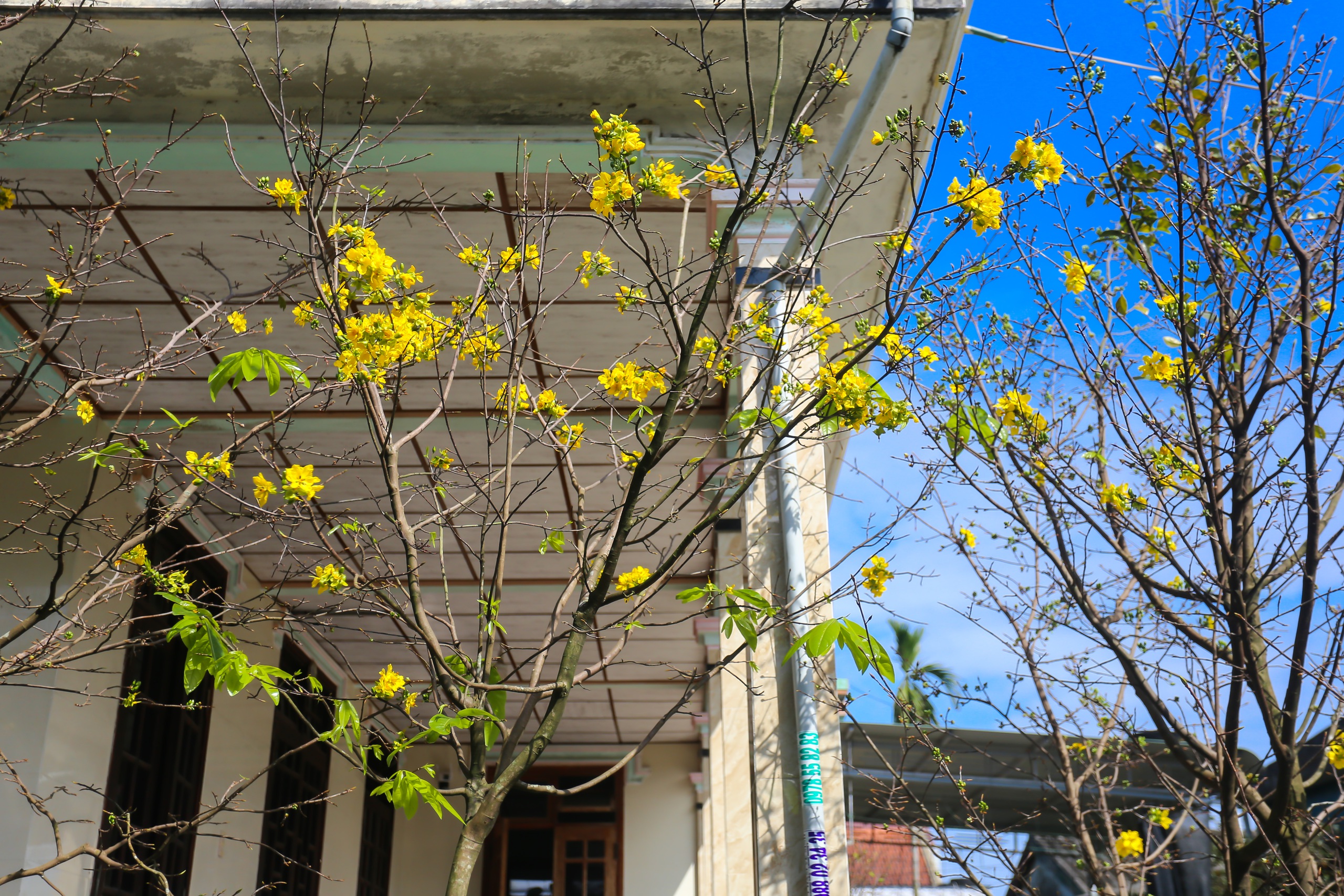 Ngôi làng Bác Hồ từng sống ở Huế: Bình yên khoe sắc trước thềm xuân- Ảnh 7.