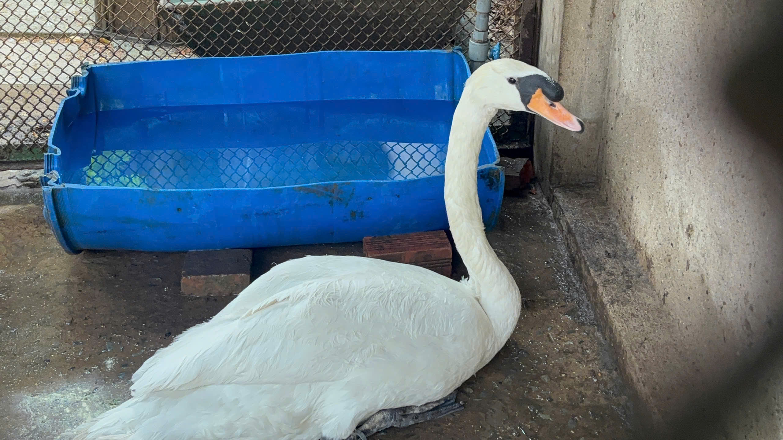 Thảo Cầm Vi&ecirc;n S&agrave;i G&ograve;n đ&atilde; t&igrave;m thấy con thi&ecirc;n nga bị bắt trộm- Ảnh 1.