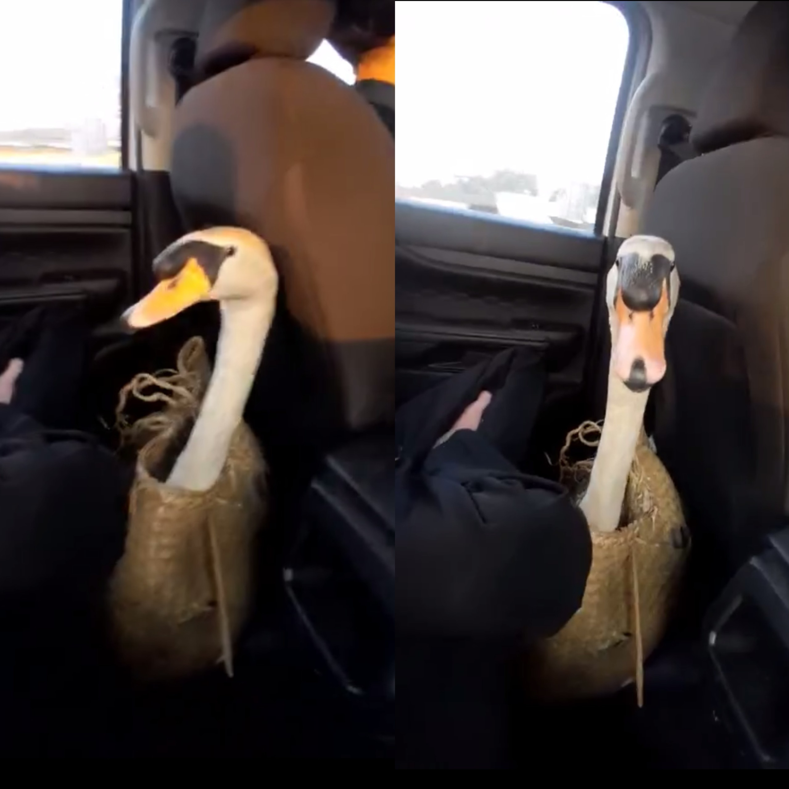 Thực hư chuyện 'cứu 1 được 2' sau vụ thiên nga bị trộm ở Thảo Cầm Viên Sài  Gòn