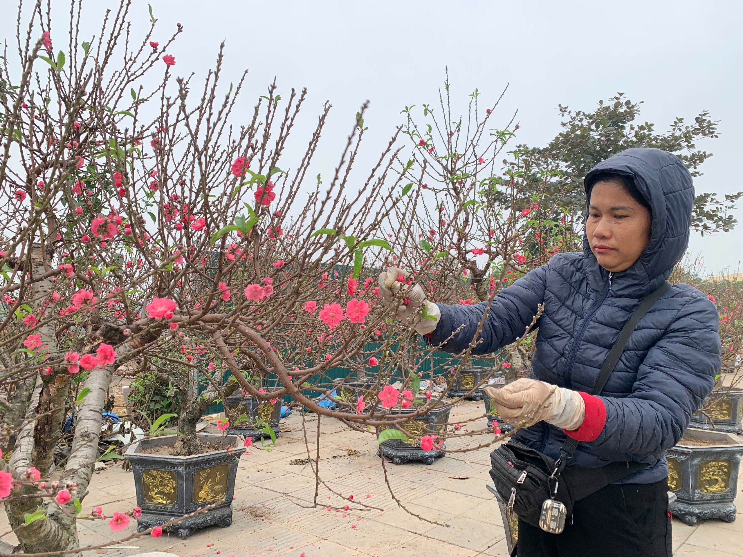 Đ&agrave;o nở sớm trượt tết 2026 , nh&agrave; vườn H&agrave; Nội lo lắng về doanh thu - Ảnh 1.