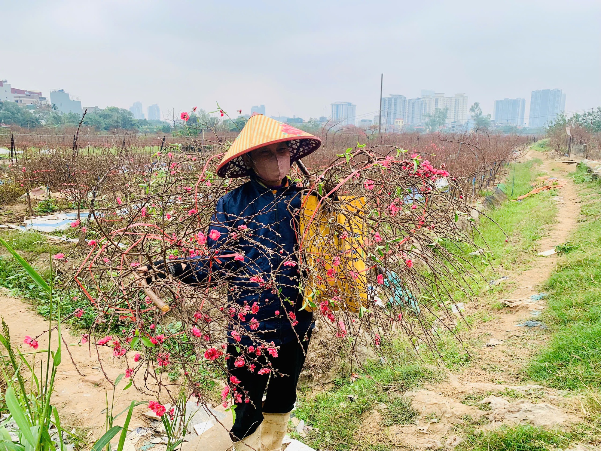 Đ&agrave;o nở 'trượt' tết, chủ vườn đứng ngồi kh&ocirc;ng y&ecirc;n - Ảnh 1.