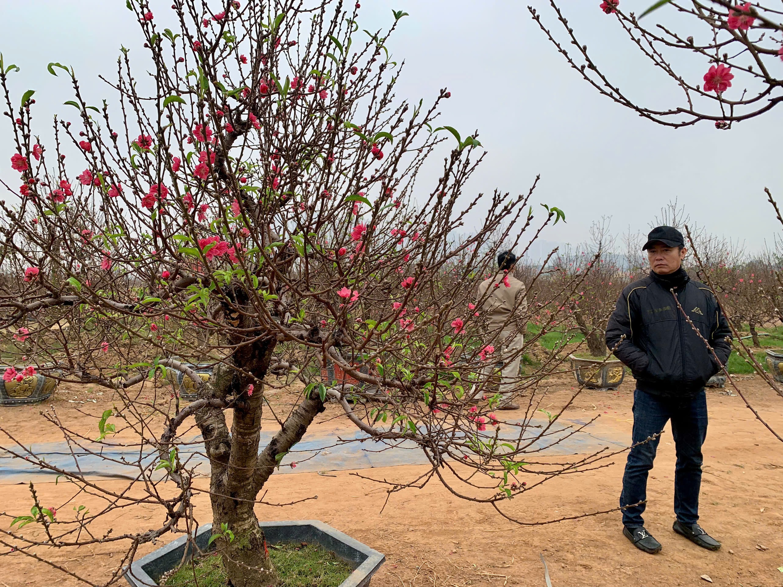 Đ&agrave;o nở 'trượt' tết, chủ vườn đứng ngồi kh&ocirc;ng y&ecirc;n - Ảnh 2.