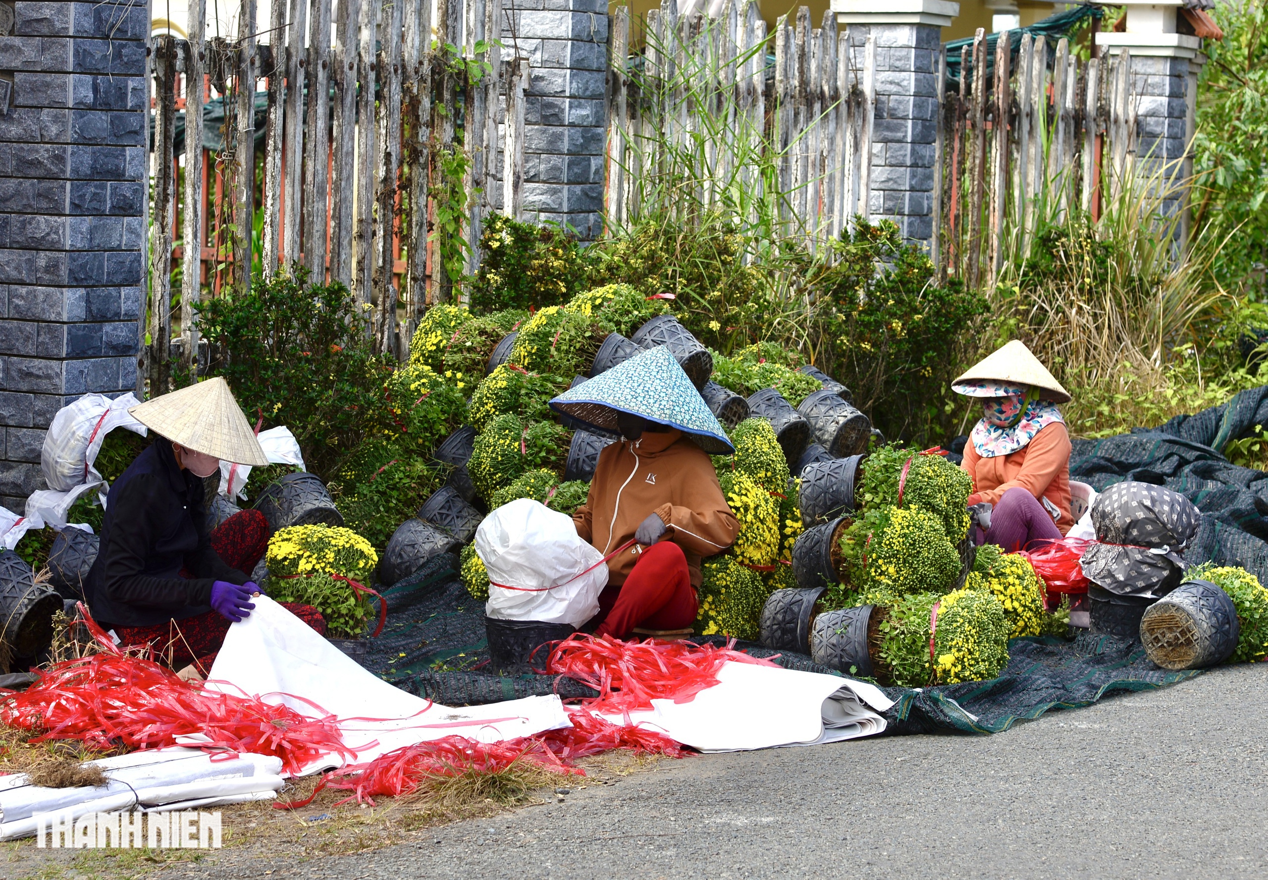 Bí mật về sợi dây màu đỏ trên chậu hoa tết nở sớm ở miền Tây - Ảnh 6.