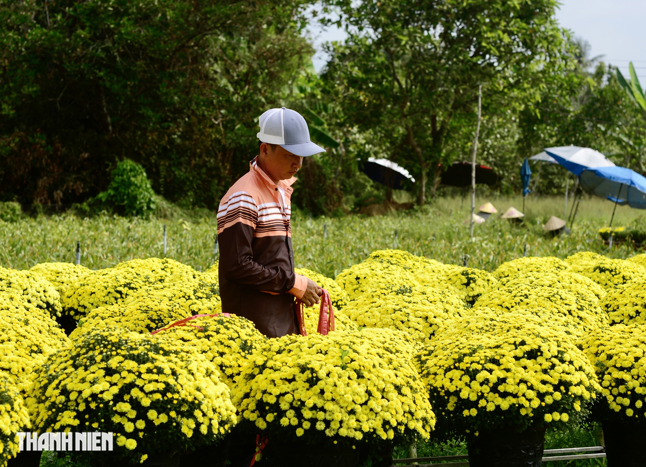 Bí mật về sợi dây màu đỏ trên chậu hoa tết nở sớm ở miền Tây - Ảnh 4.