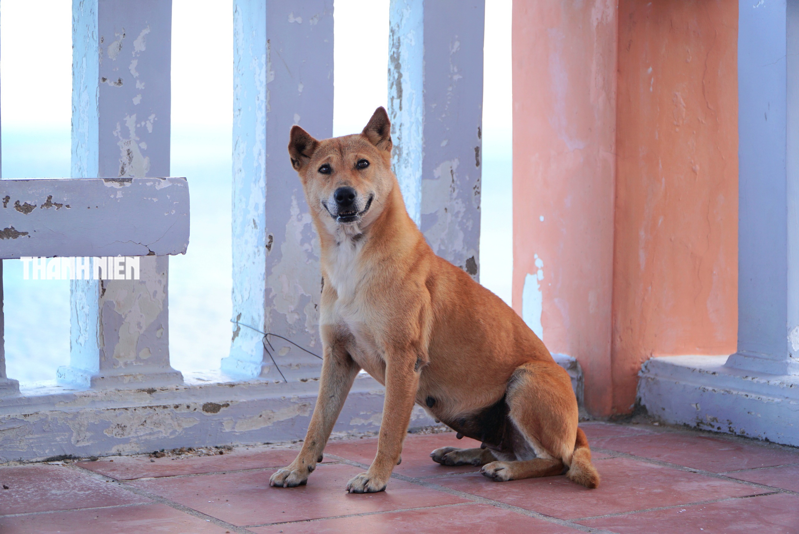 Chuyện về 'Bạn chó Vàng' 5 sao đặc biệt trên đỉnh Mũi Điện - Ảnh 3.