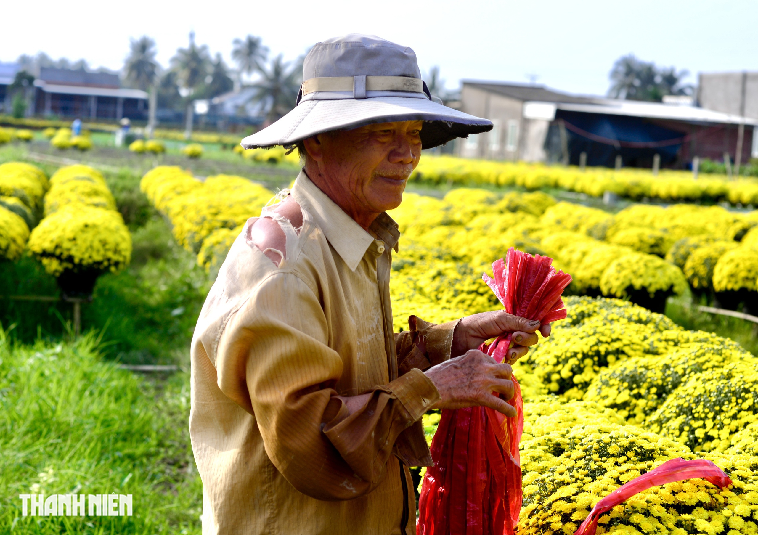Bí mật về sợi dây màu đỏ trên chậu hoa tết nở sớm ở miền Tây - Ảnh 2.
