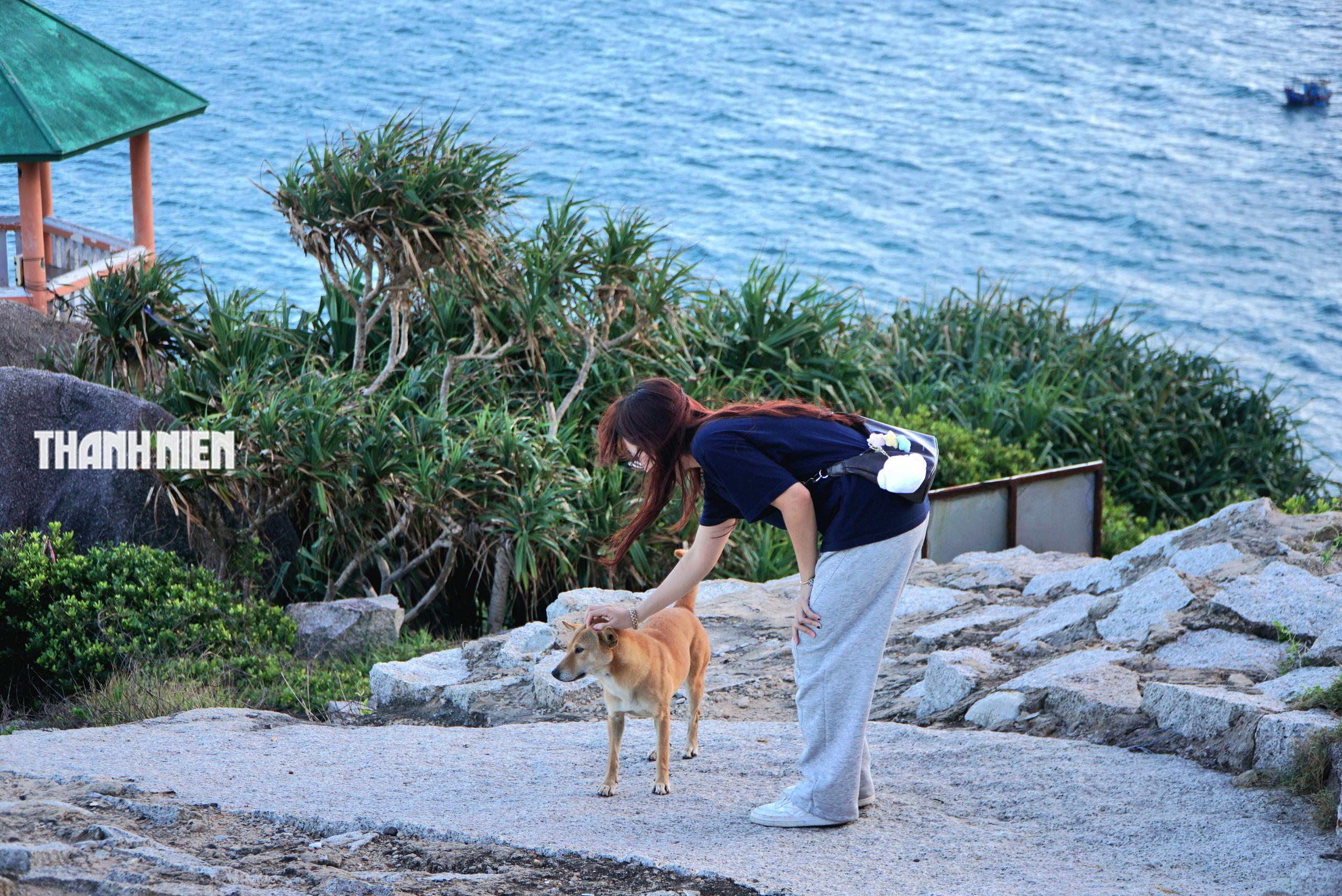 Chuyện về 'Bạn chó Vàng' 5 sao đặc biệt trên đỉnh Mũi Điện - Ảnh 5.