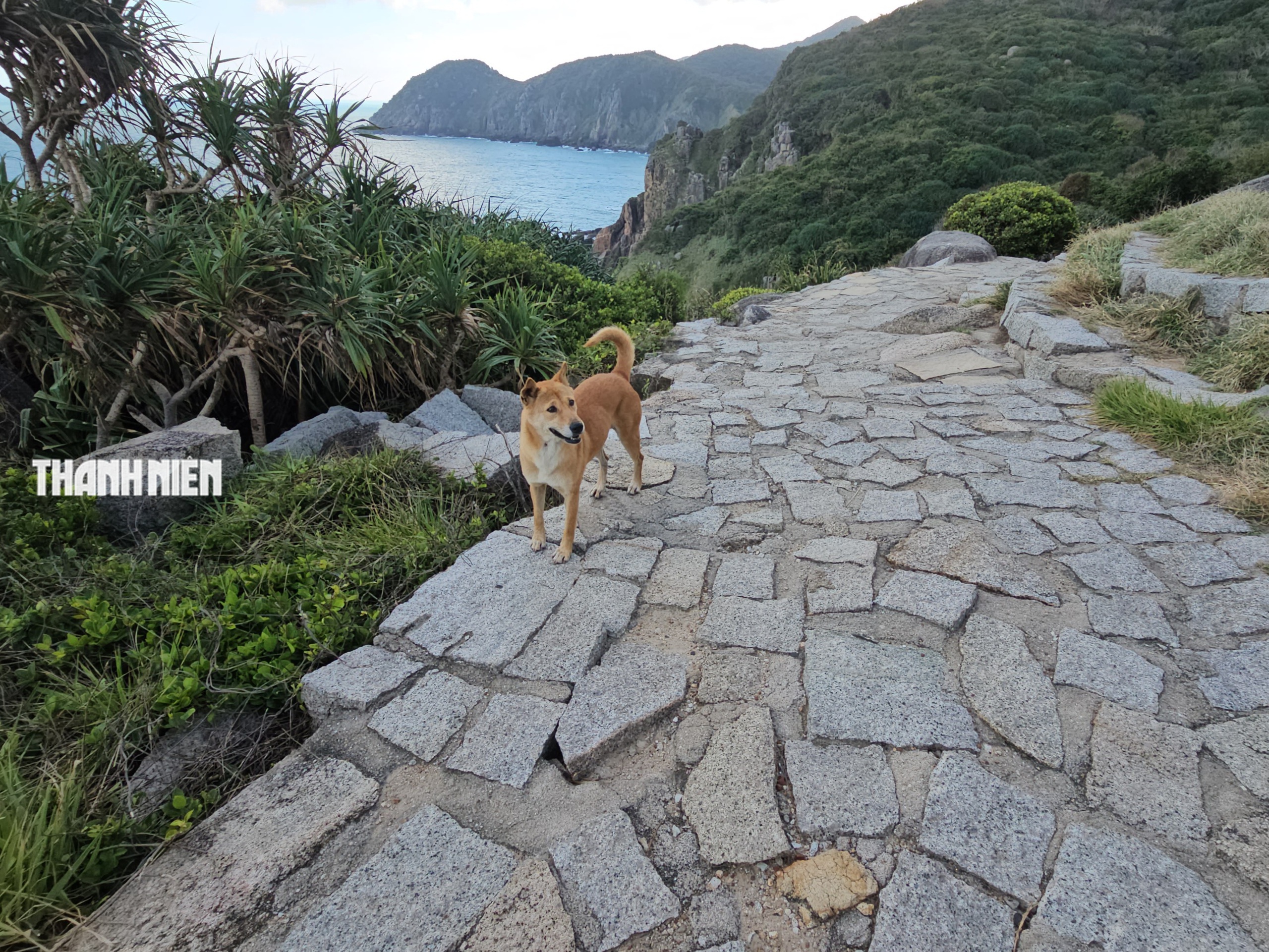 Chuyện về 'Bạn chó Vàng' 5 sao đặc biệt trên đỉnh Mũi Điện - Ảnh 1.