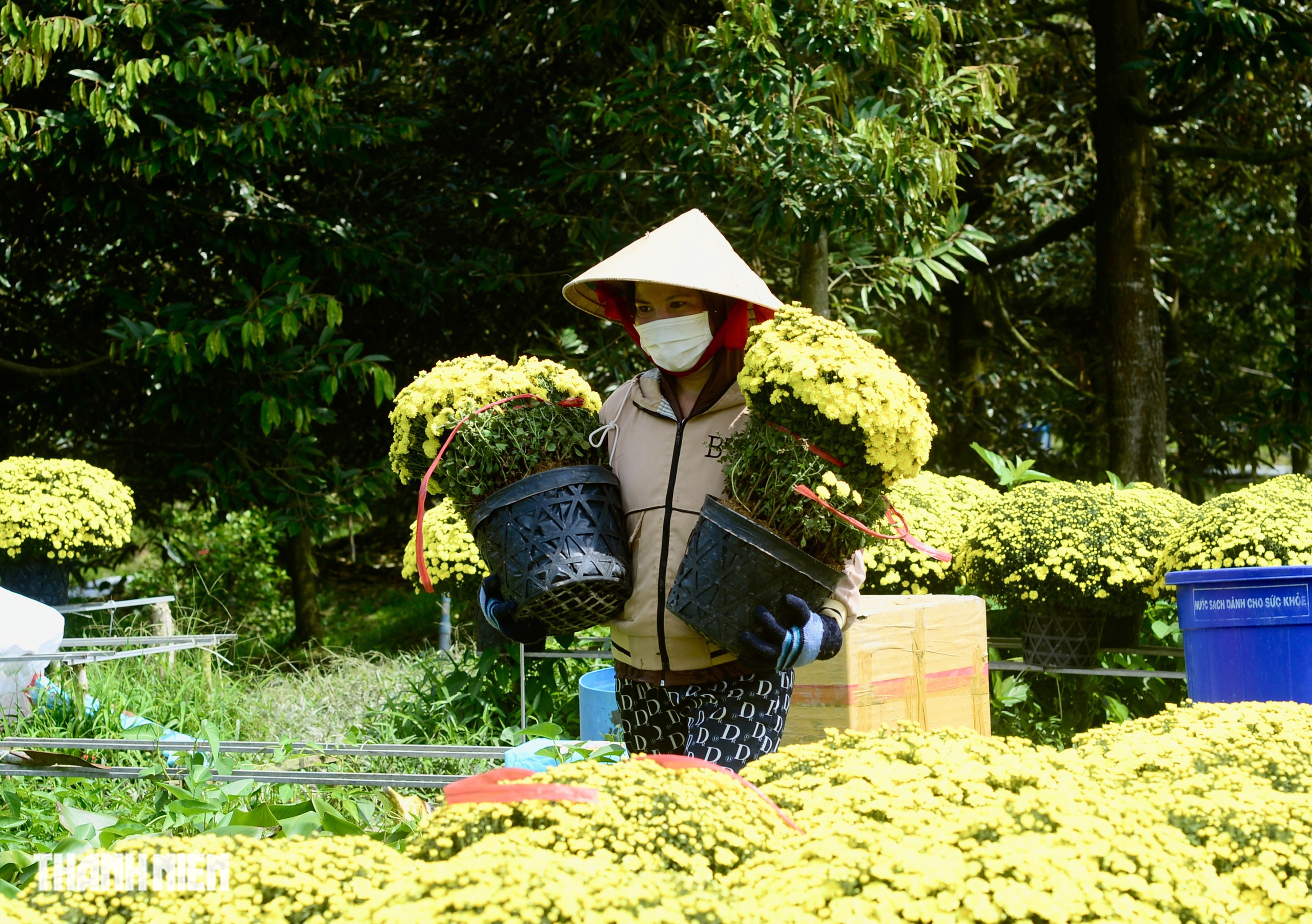 Bí mật về sợi dây màu đỏ trên chậu hoa tết nở sớm ở miền Tây - Ảnh 5.