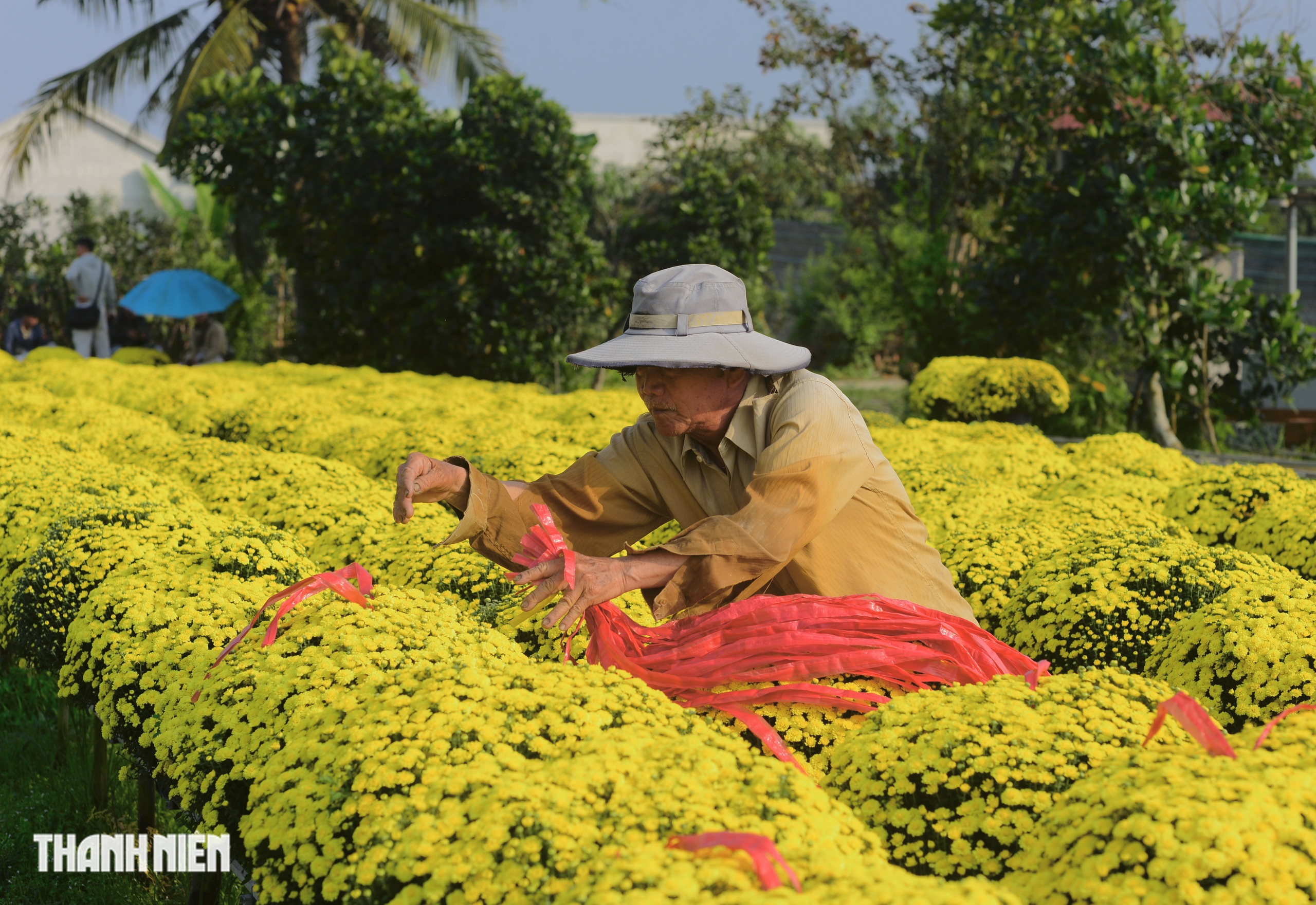 Bí mật về sợi dây màu đỏ trên chậu hoa tết nở sớm ở miền Tây - Ảnh 1.