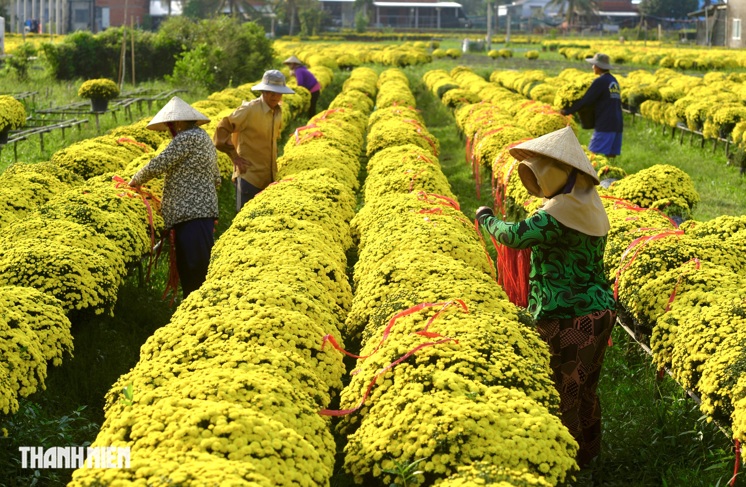 Bí mật về sợi dây màu đỏ trên chậu hoa tết nở sớm ở miền Tây - Ảnh 3.
