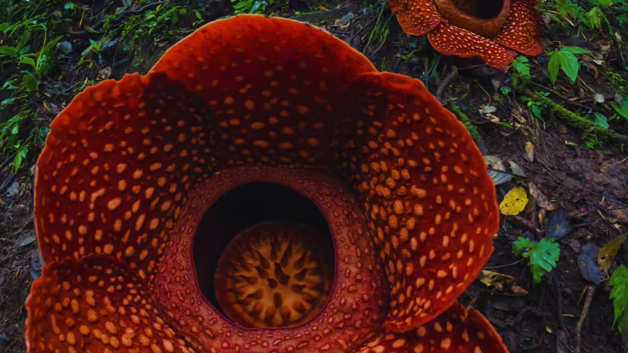 Cuộc đời kỳ lạ của loài hoa lớn nhất trái đất, nghe tên là muốn ngất - Ảnh 3.