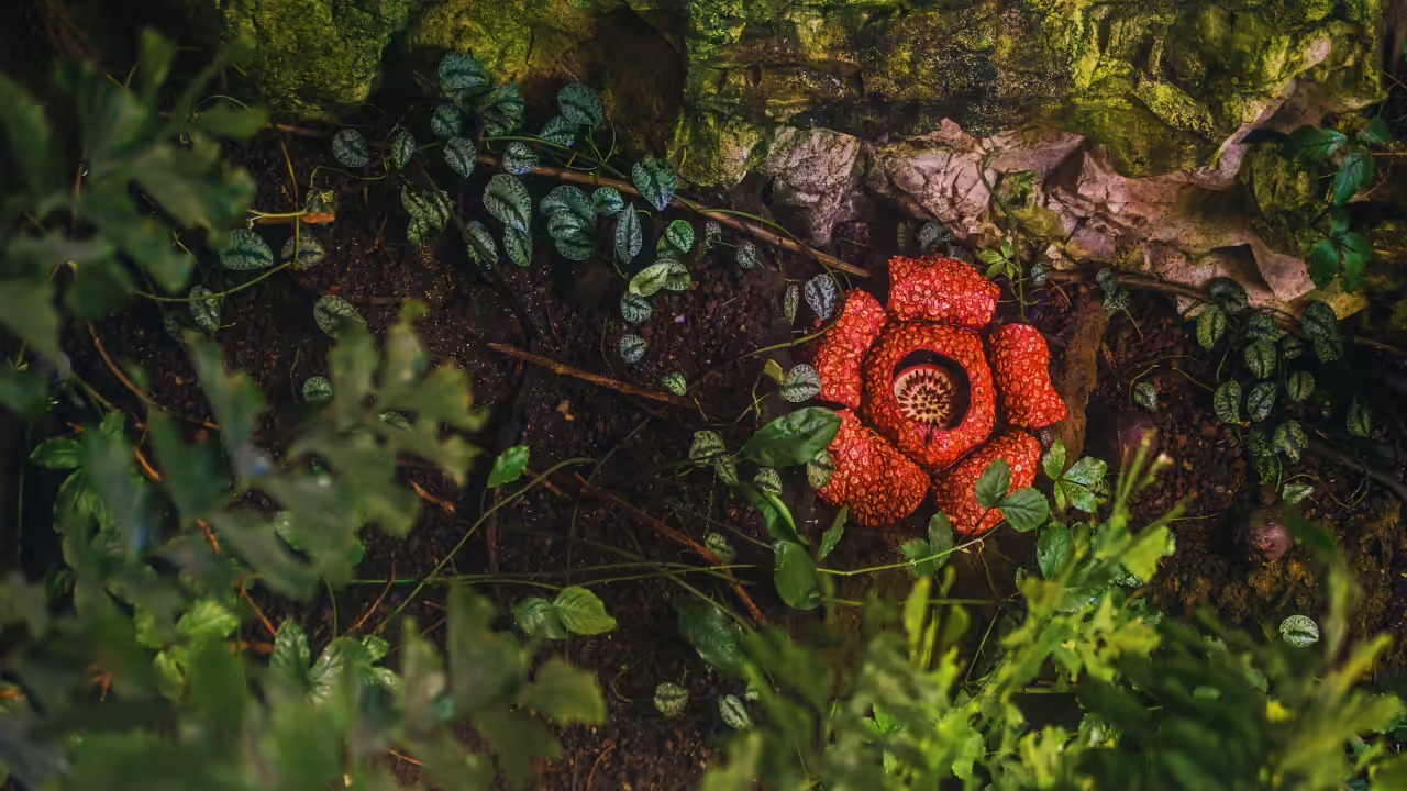 Cuộc đời kỳ lạ của loài hoa lớn nhất trái đất, nghe tên là muốn ngất - Ảnh 2.