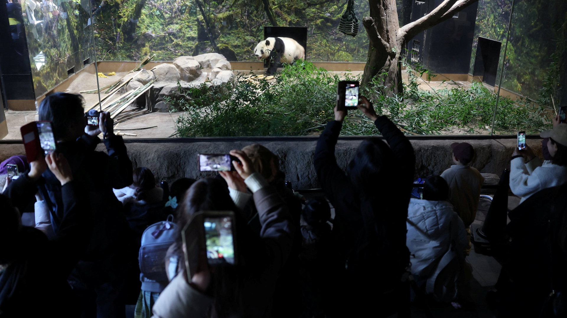 Người d&acirc;n Nhật ngậm ng&ugrave;i n&oacute;i lời tạm biệt những ch&uacute; gấu tr&uacute;c cuối c&ugrave;ng - Ảnh 1.