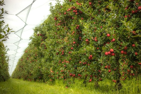 H&agrave;nh tr&igrave;nh 10.000 km của t&aacute;o Ph&aacute;p: Từ vườn ch&acirc;u &Acirc;u đến b&agrave;n ăn gia đ&igrave;nh Việt - Ảnh 1.