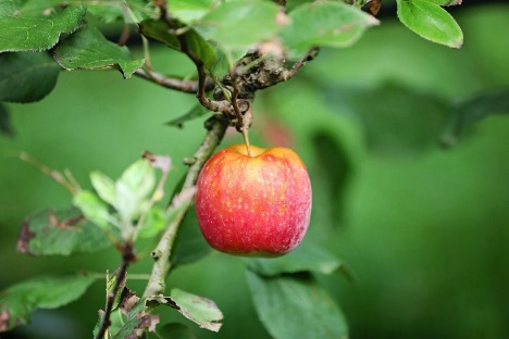 H&agrave;nh tr&igrave;nh 10.000 km của t&aacute;o Ph&aacute;p: Từ vườn ch&acirc;u &Acirc;u đến b&agrave;n ăn gia đ&igrave;nh Việt - Ảnh 3.