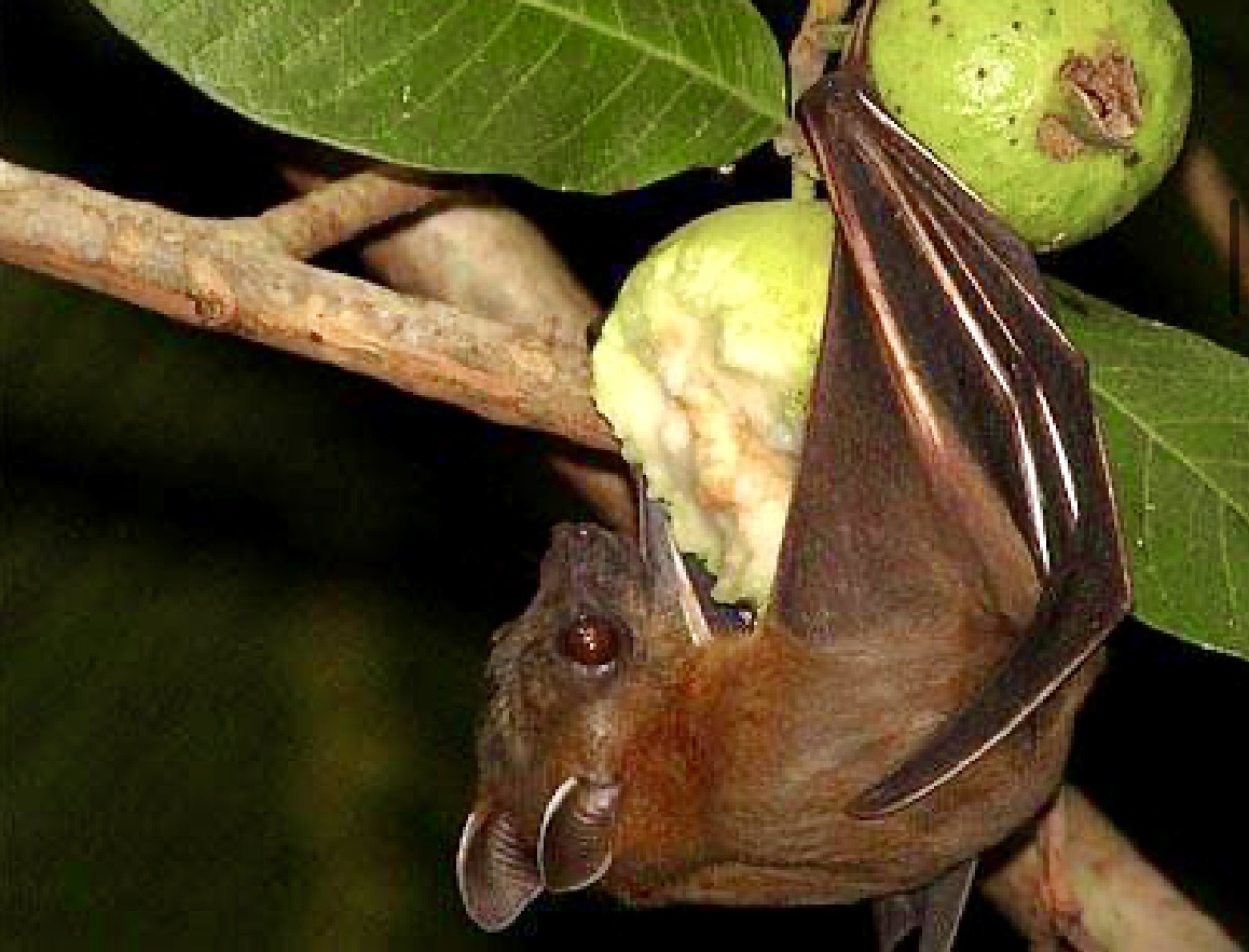 Bộ Y Tế Thông Tin Mới Nhất Về Dịch Bệnh Do Virus Nipah- Ảnh 1. Bộ Y Tế Thông Tin Mới Nhất Về Dịch Bệnh Do Virus Nipah- Ảnh 1.