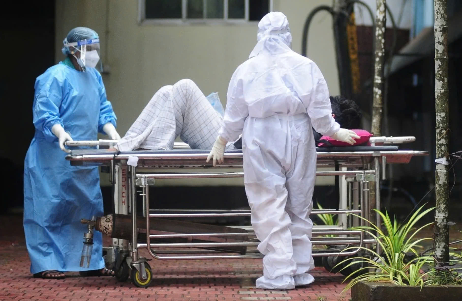 Vi rút Nipah tái xuất ở Ấn Độ, nguy cơ bùng dịch tại Việt Nam? - Ảnh 1.