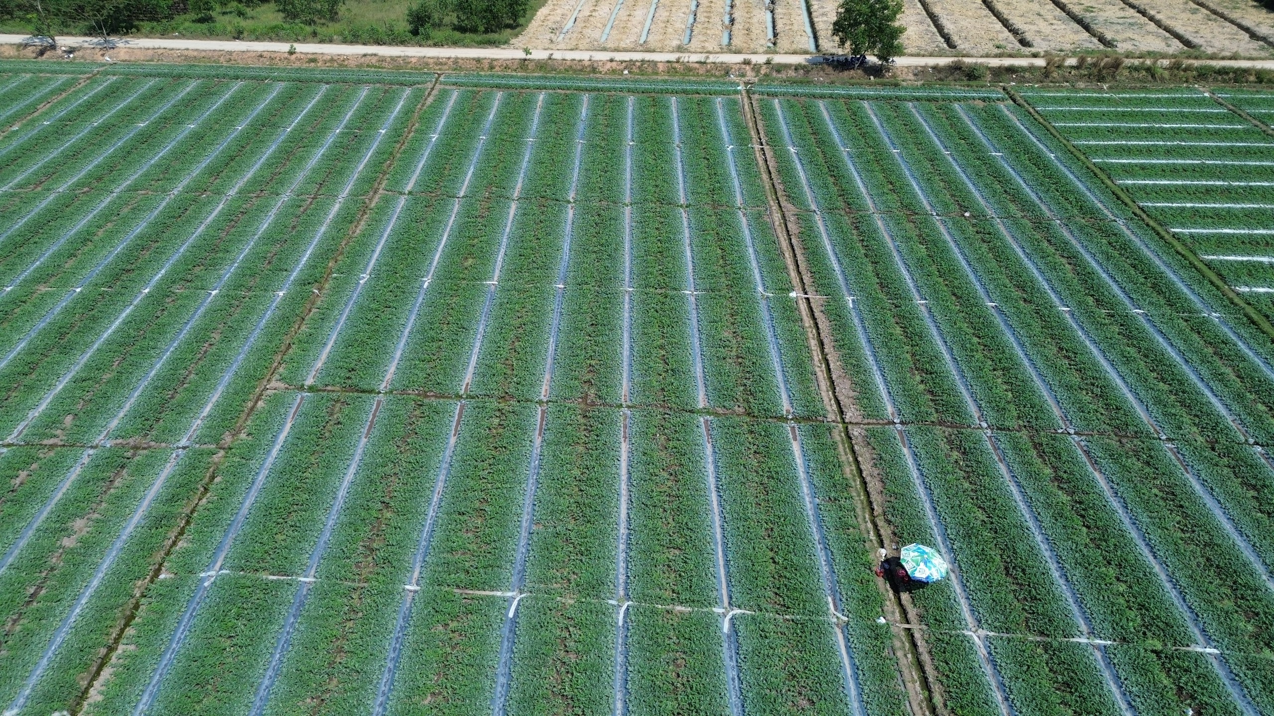 Khom lưng giữa trời nắng để cắm ch&egrave;o, k&eacute;o ngọn dưa hấu phục vụ tết - Ảnh 1.