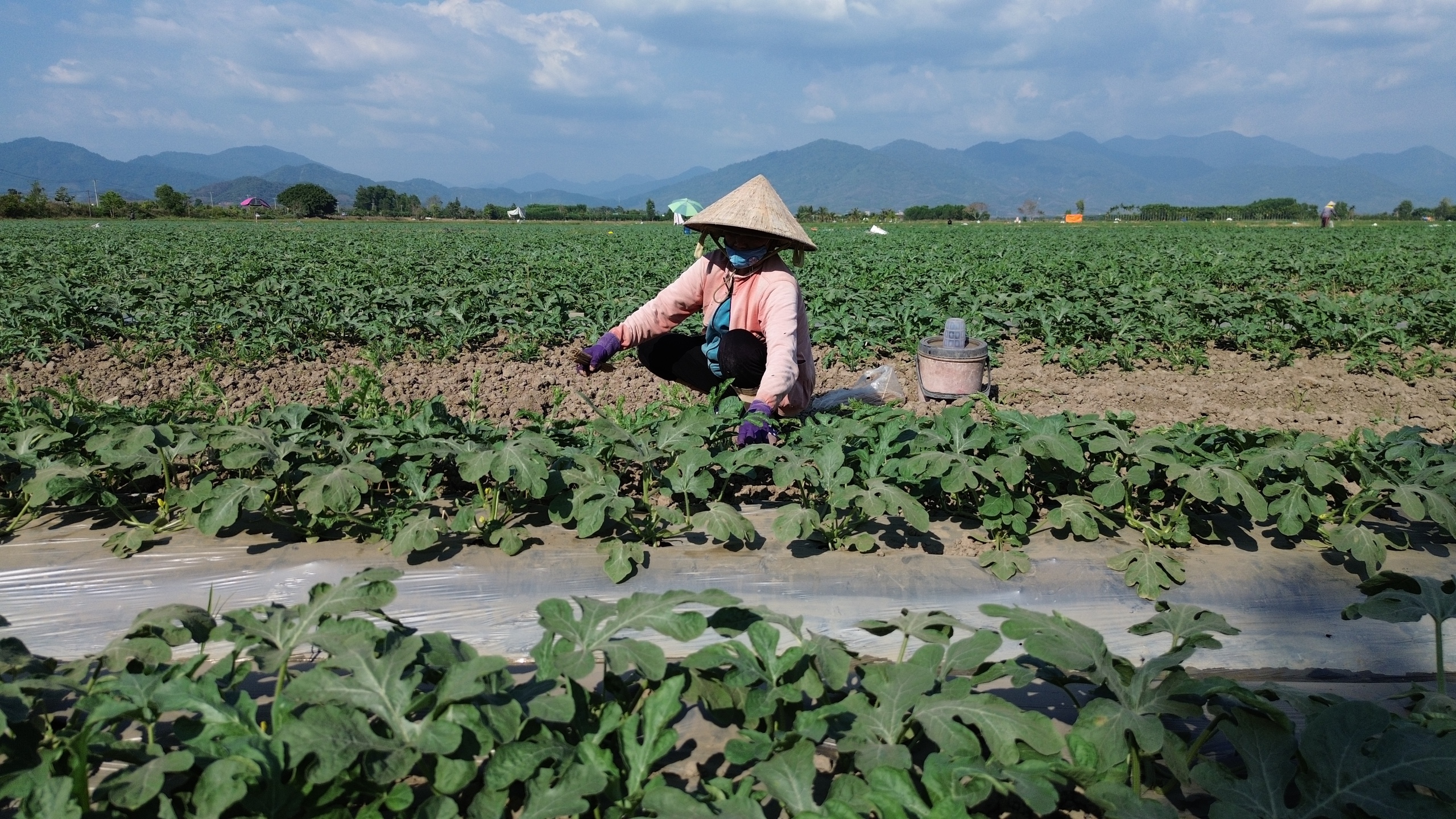 Khom lưng giữa trời nắng để cắm ch&egrave;o, k&eacute;o ngọn dưa hấu phục vụ tết - Ảnh 6.