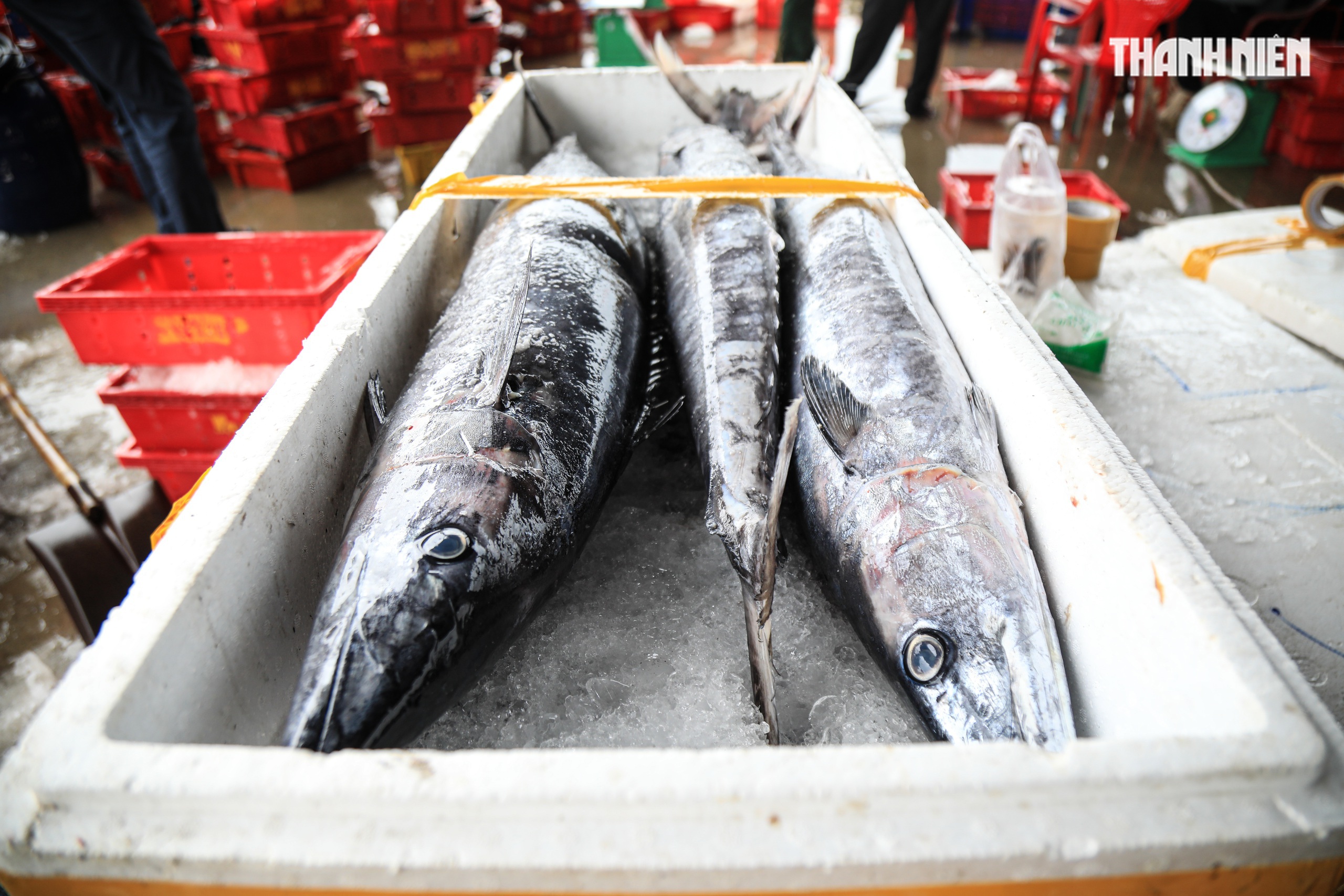 Cảng cá Quảng Ngãi rộn ràng phiên biển cuối năm: Mệt mấy cũng vui- Ảnh 3. Cảng cá Quảng Ngãi rộn ràng phiên biển cuối năm: Mệt mấy cũng vui- Ảnh 3.