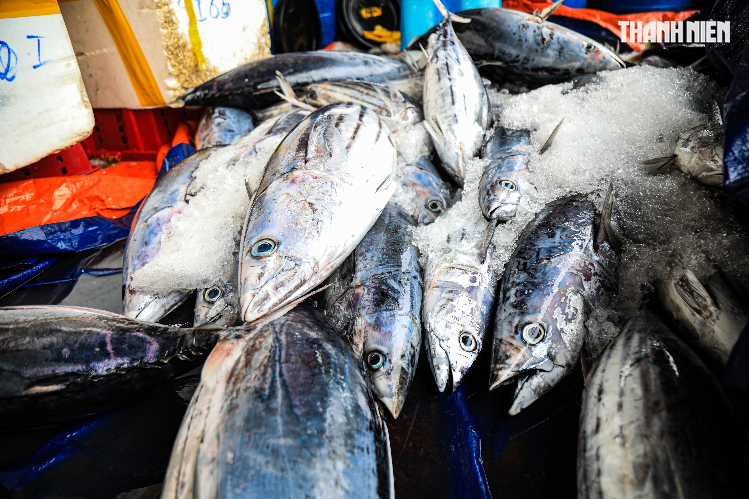 Cảng cá Quảng Ngãi rộn ràng phiên biển cuối năm: Mệt mấy cũng vui- Ảnh 9. Cảng cá Quảng Ngãi rộn ràng phiên biển cuối năm: Mệt mấy cũng vui- Ảnh 9.