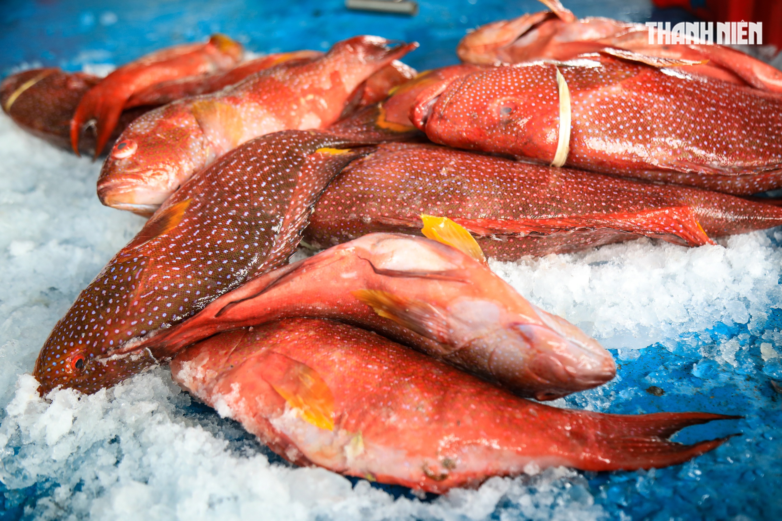 Cảng cá Quảng Ngãi rộn ràng phiên biển cuối năm: Mệt mấy cũng vui- Ảnh 8. Cảng cá Quảng Ngãi rộn ràng phiên biển cuối năm: Mệt mấy cũng vui- Ảnh 8.