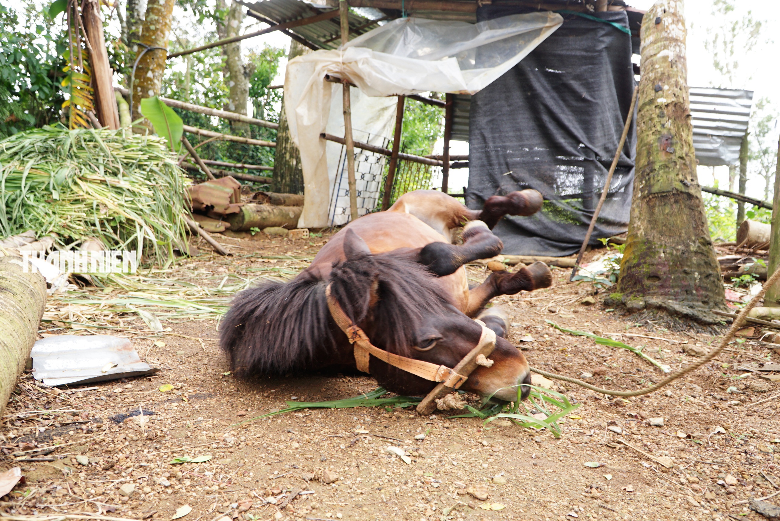 Ngựa thồ t&ecirc;n Hồng: Người bạn đồng h&agrave;nh của b&agrave; Nhung tr&ecirc;n cao nguy&ecirc;n v&acirc;n h&ograve;a - Ảnh 7.