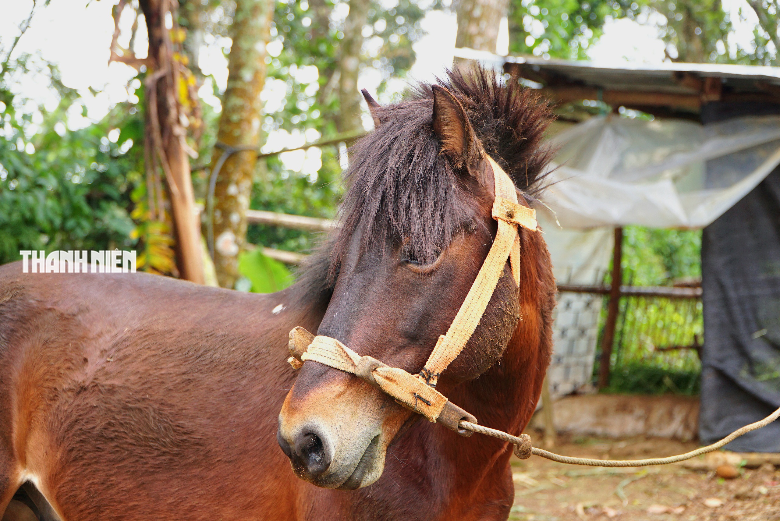 Ngựa thồ t&ecirc;n Hồng: Người bạn đồng h&agrave;nh của b&agrave; Nhung tr&ecirc;n cao nguy&ecirc;n v&acirc;n h&ograve;a - Ảnh 5.