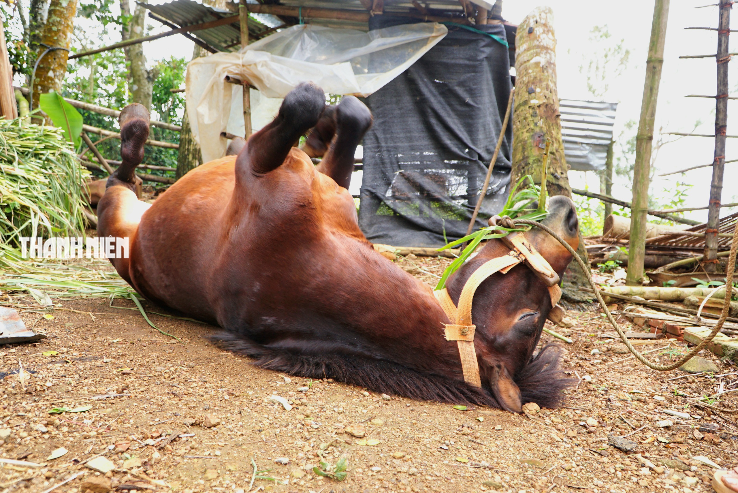 Ngựa thồ t&ecirc;n Hồng: Người bạn đồng h&agrave;nh của b&agrave; Nhung tr&ecirc;n cao nguy&ecirc;n v&acirc;n h&ograve;a - Ảnh 4.