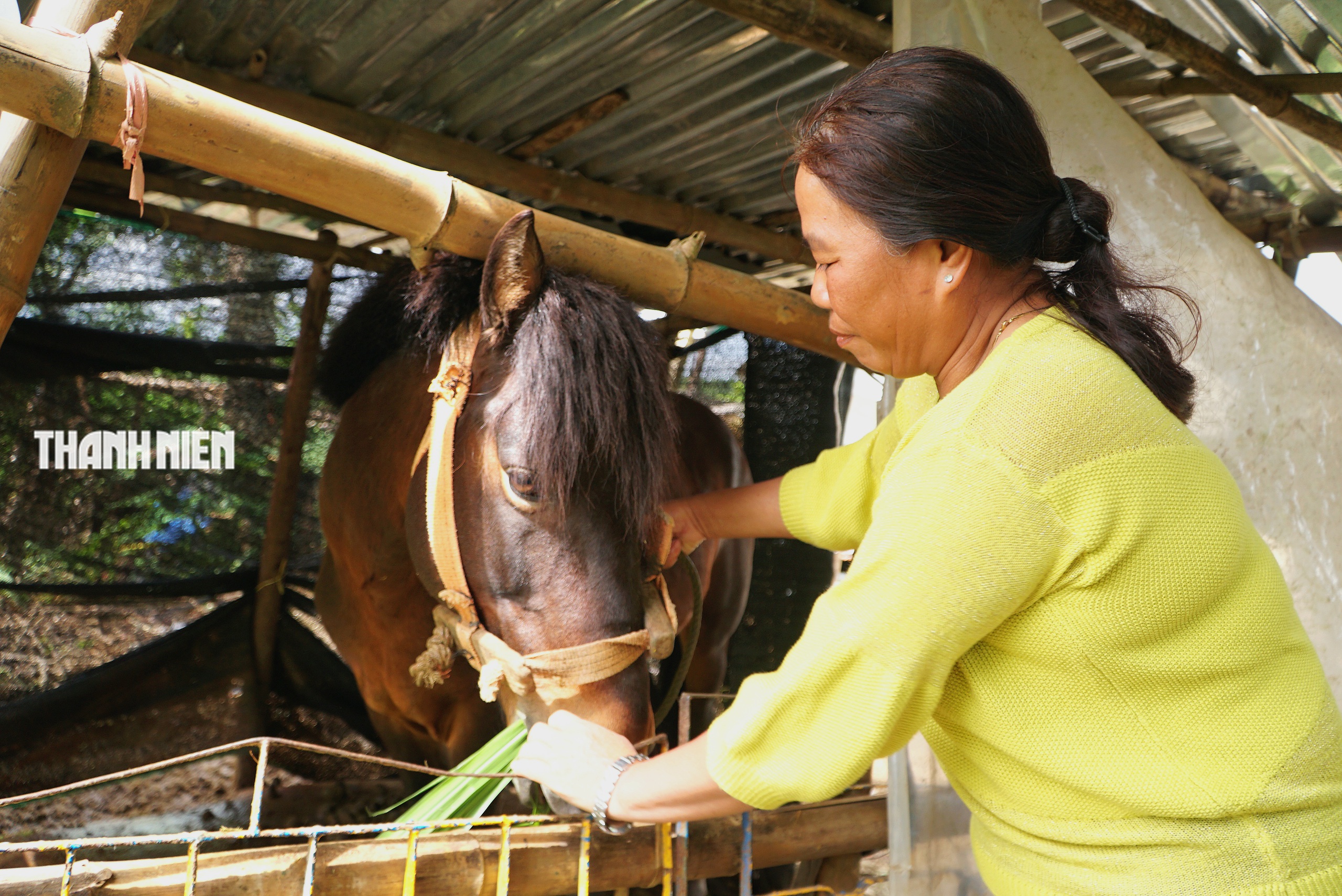 Ngựa thồ t&ecirc;n Hồng: Người bạn đồng h&agrave;nh của b&agrave; Nhung tr&ecirc;n cao nguy&ecirc;n v&acirc;n h&ograve;a - Ảnh 2.
