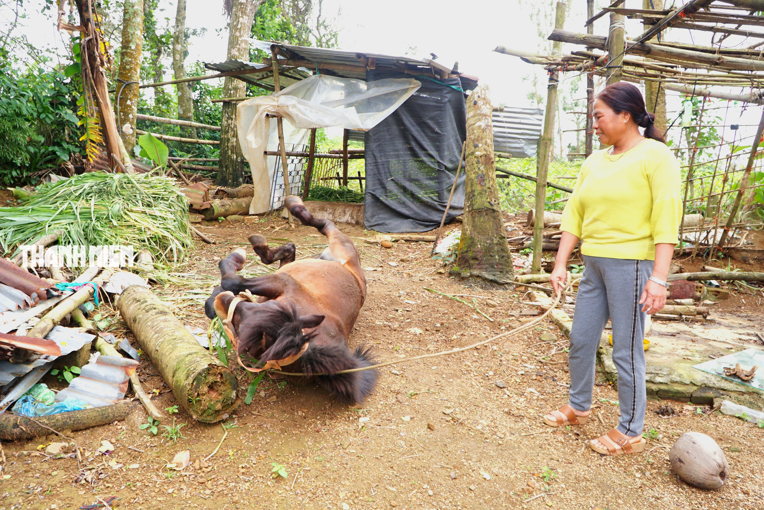 Ngựa thồ t&ecirc;n Hồng: Người bạn đồng h&agrave;nh của b&agrave; Nhung tr&ecirc;n cao nguy&ecirc;n v&acirc;n h&ograve;a - Ảnh 6.