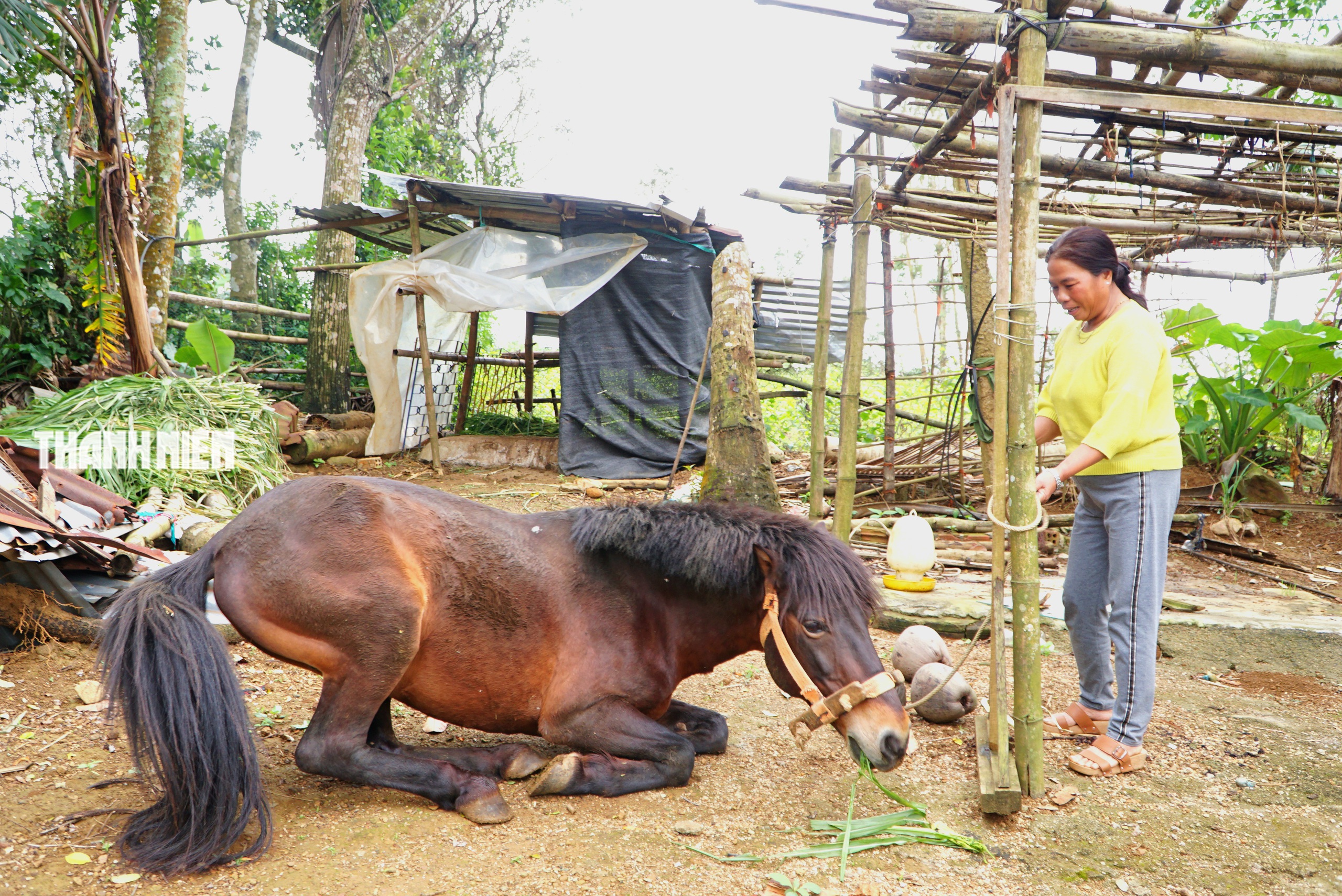 Ngựa thồ t&ecirc;n Hồng: Người bạn đồng h&agrave;nh của b&agrave; Nhung tr&ecirc;n cao nguy&ecirc;n v&acirc;n h&ograve;a - Ảnh 3.