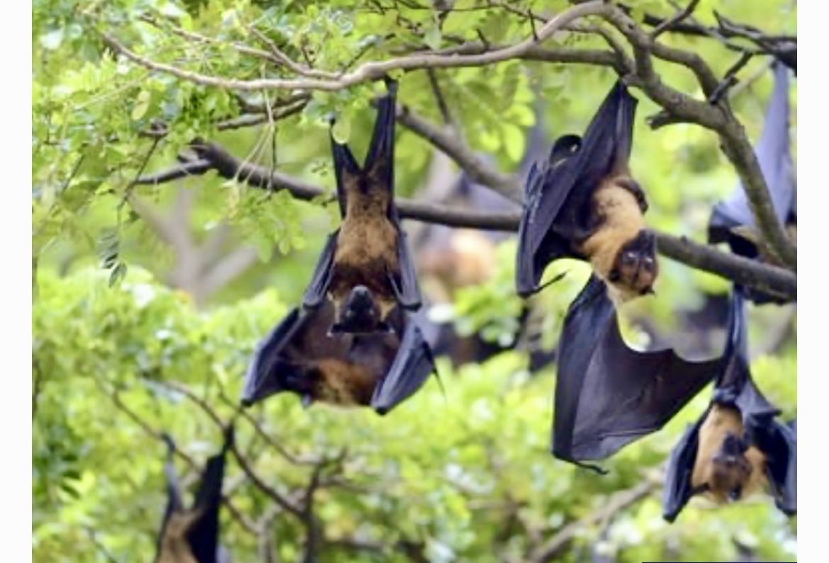 Bộ Y Tế Nhận Định Nguy Cơ Bệnh Do Virus Nipah Xâm Nhập- Ảnh 1.